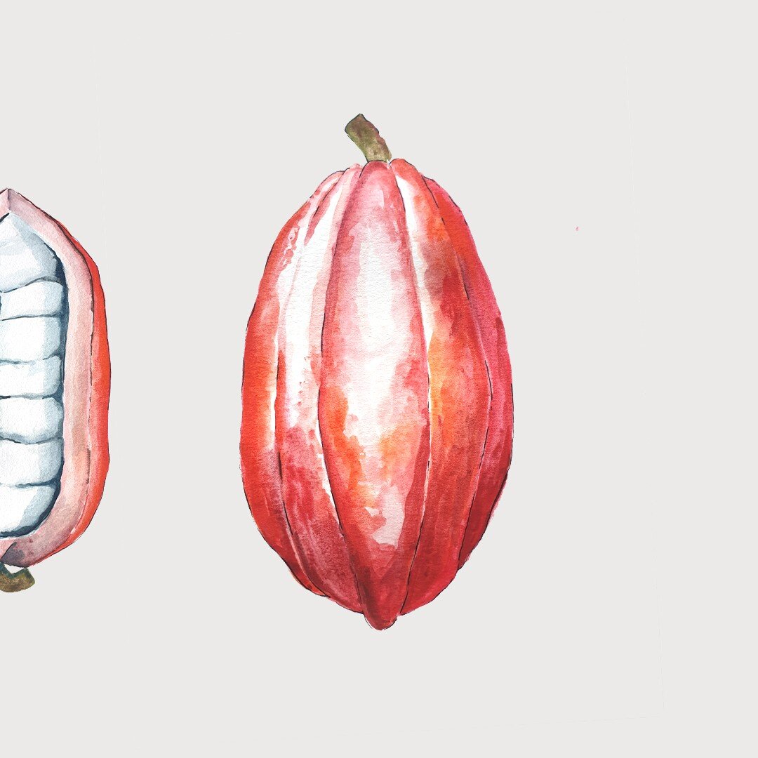 CACAO ***
Cacahuatl
---------------

#dessinatrice #artist #artistes #illustration #dessin #painting #foodpainting #contemporaryart #contemporarypainting #paintingart  #watercolorpainting #aquarelle  #foodart #instacook #foodstagram #goodfoodgallery 