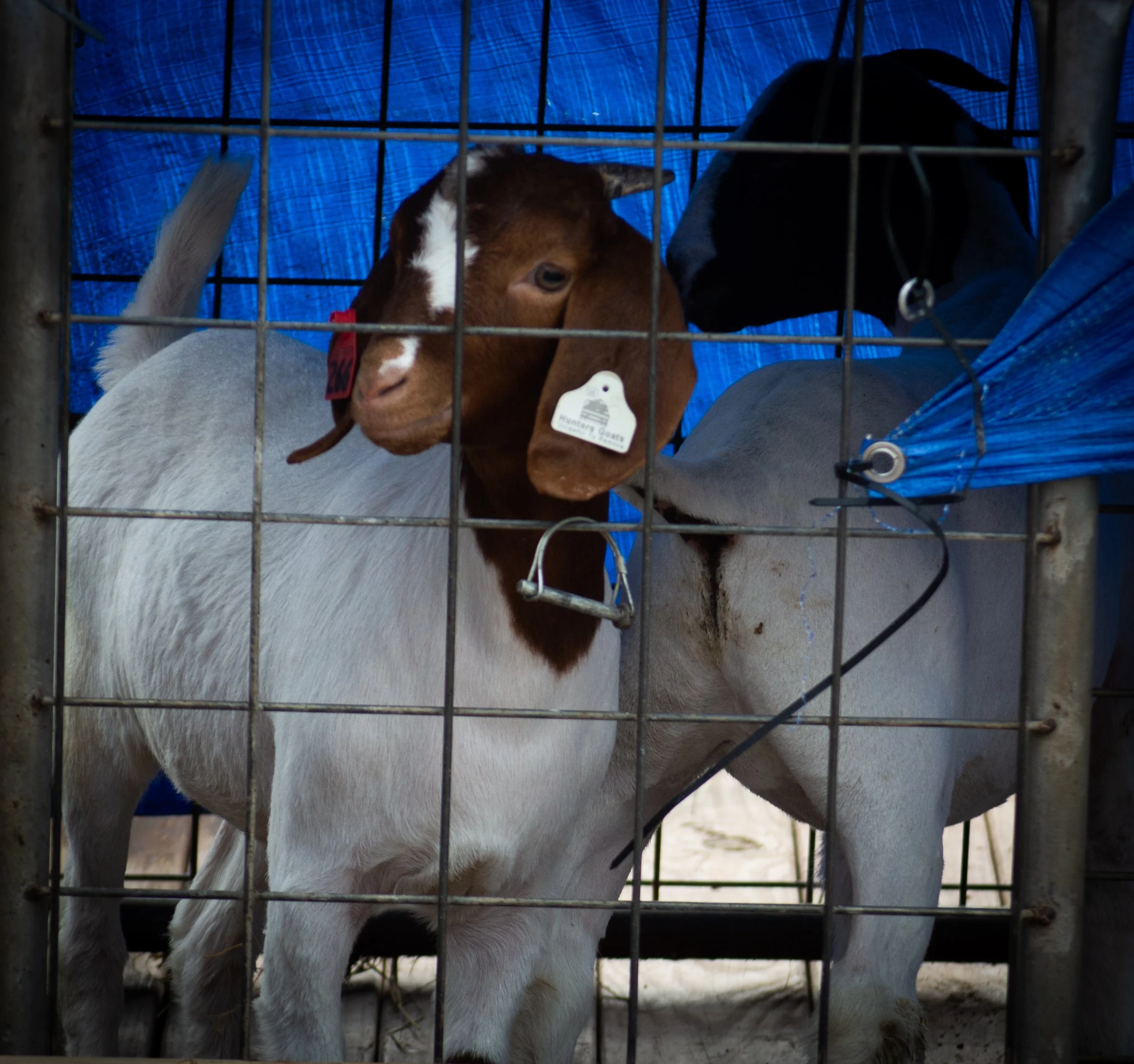 Goat in Cage_0170 .jpg
