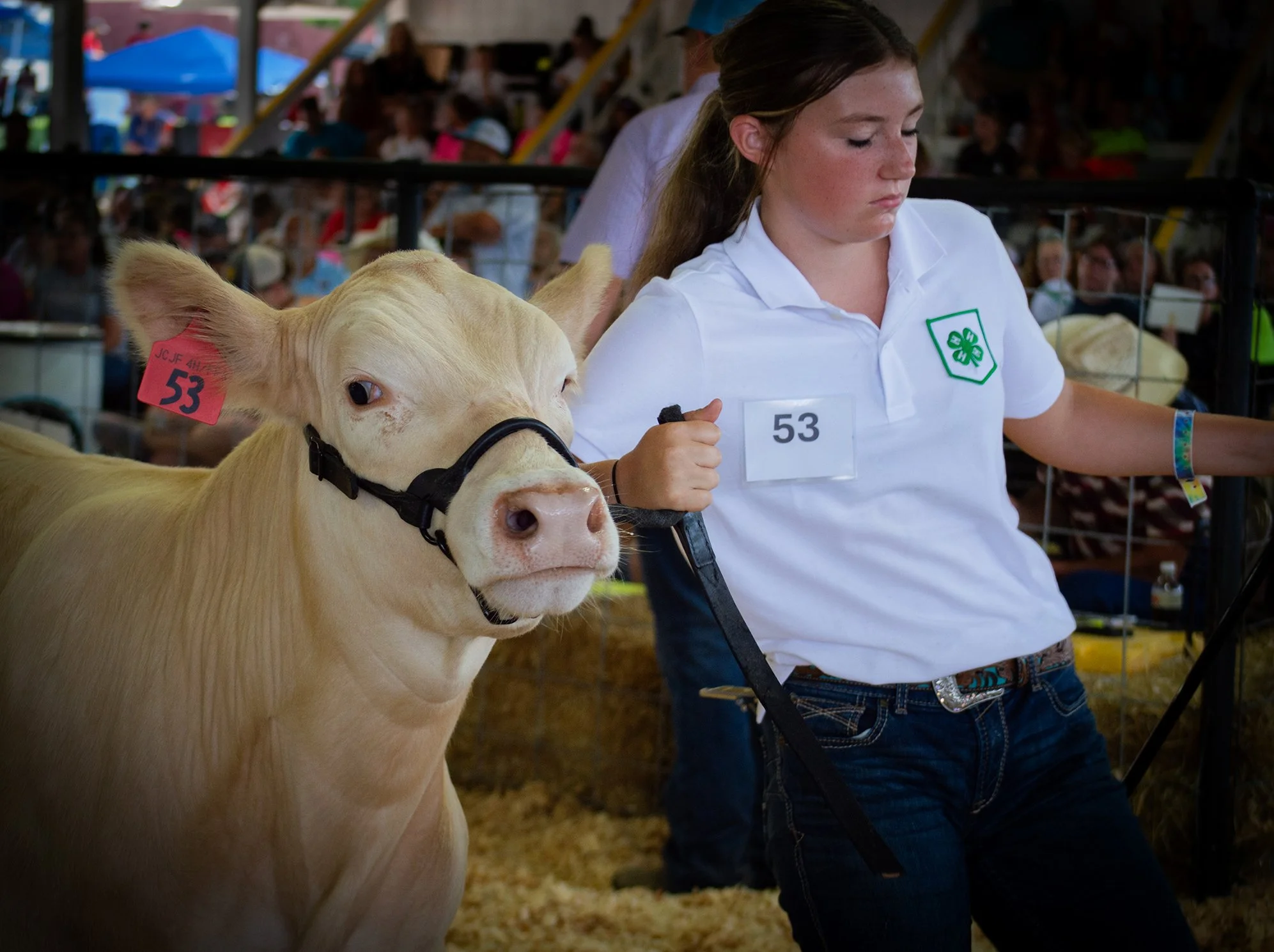 Stubborn Cow_0208 .jpg