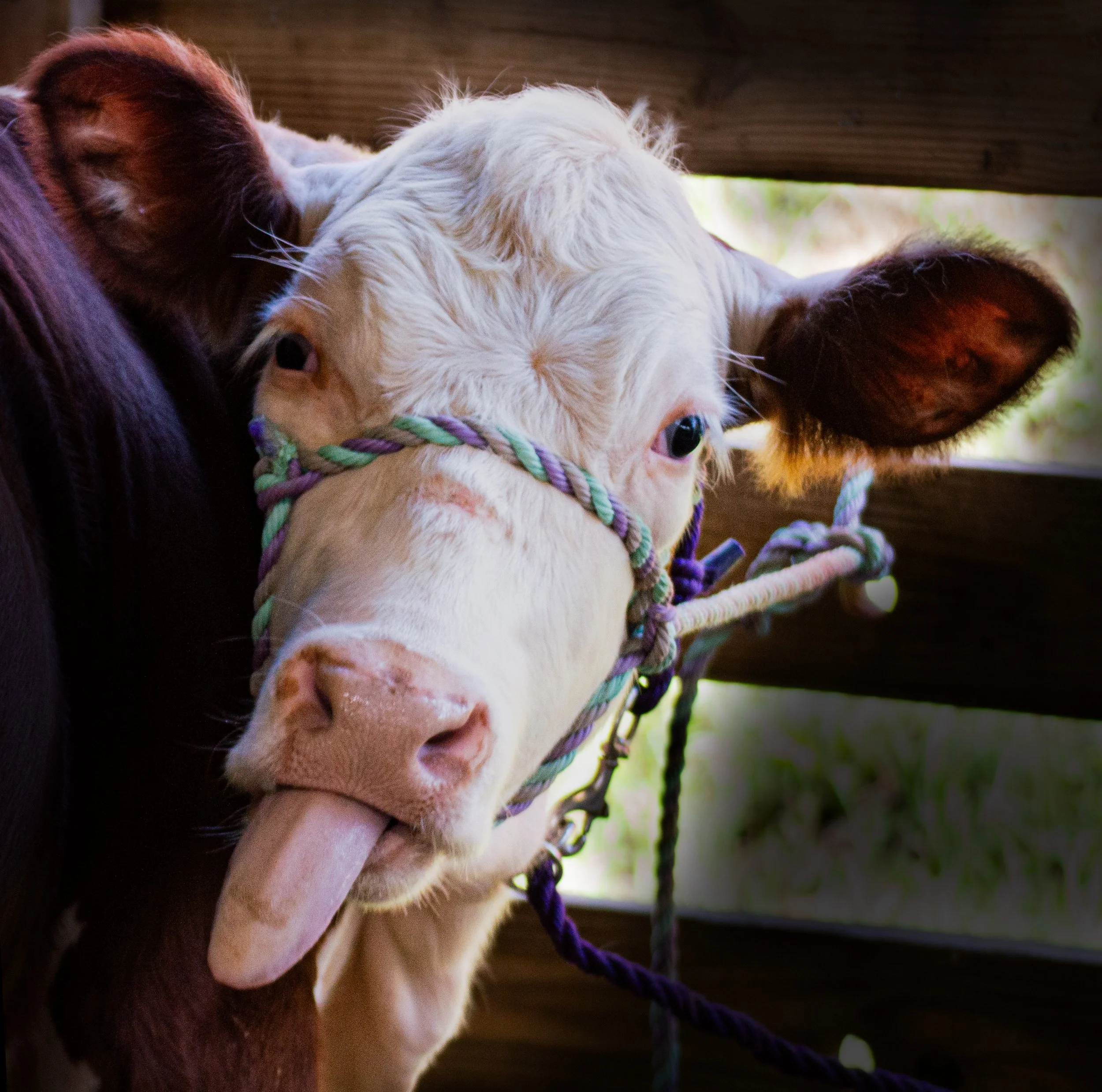 Fun Cow Just Head_0028 .jpg