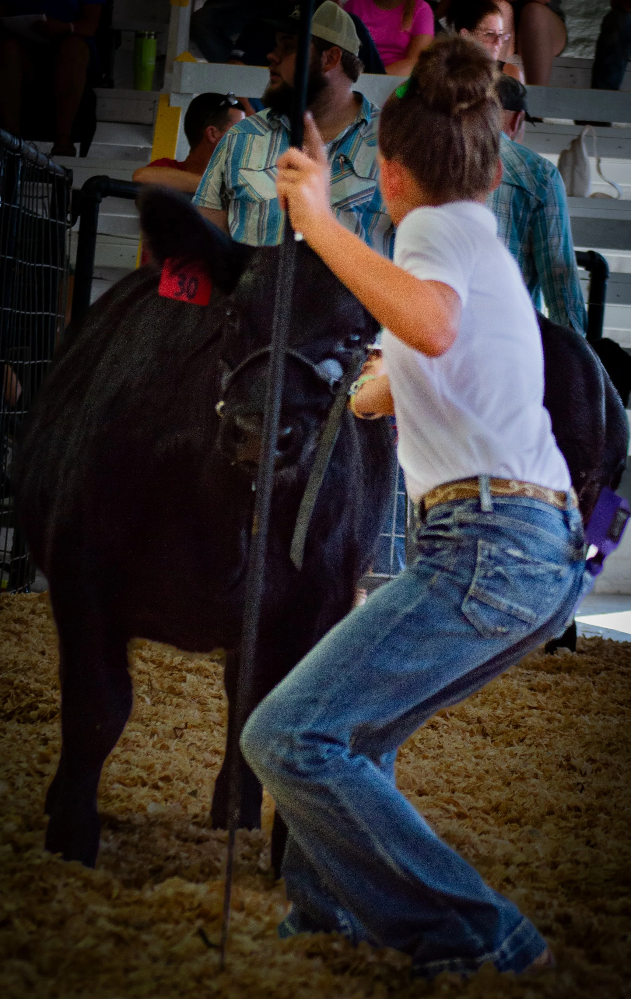 Stubbborn Cow_0178 .jpg