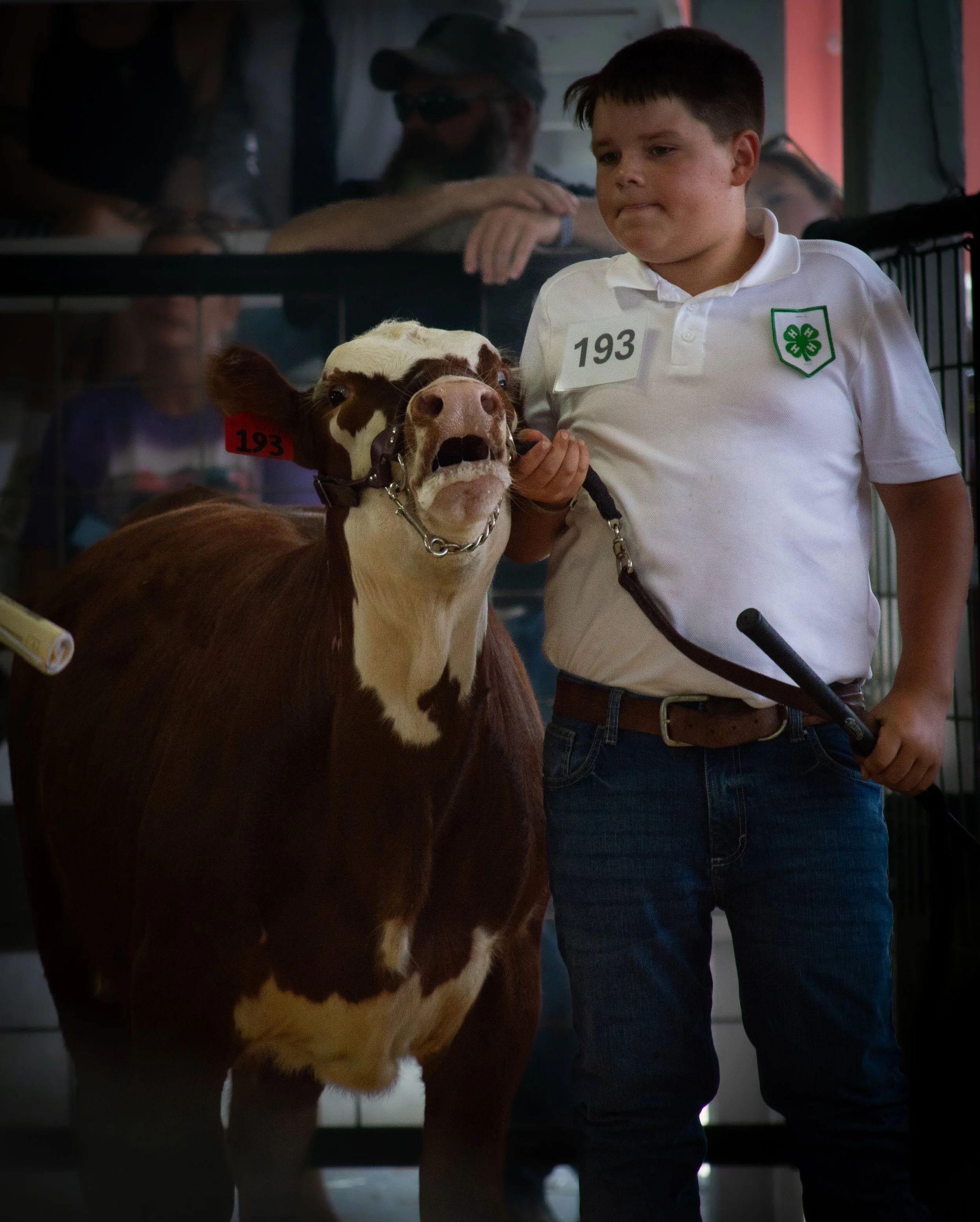 Not Happy Cow_0375 .jpg
