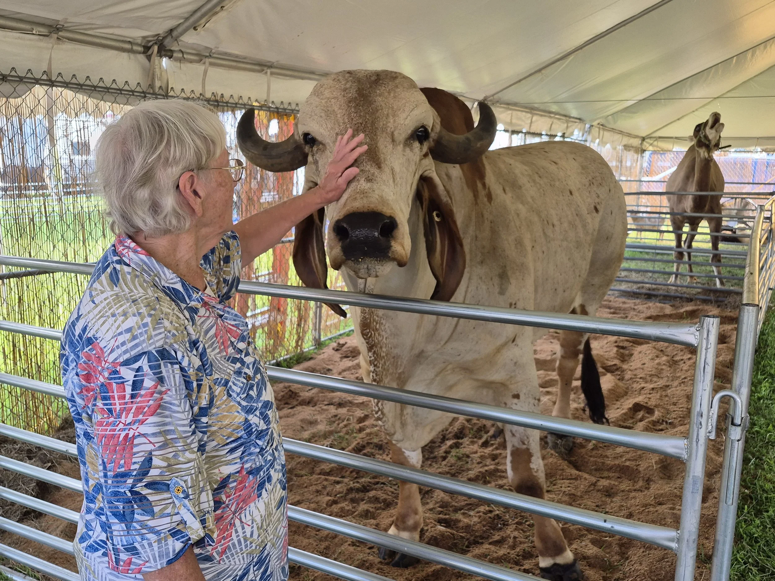 Mom petting Brahma Bull.jpg