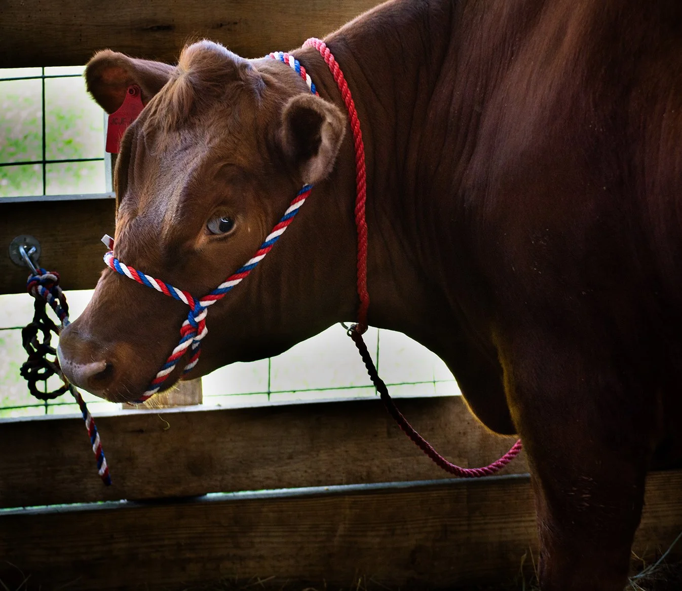 Weird  Cow_0035 .jpg