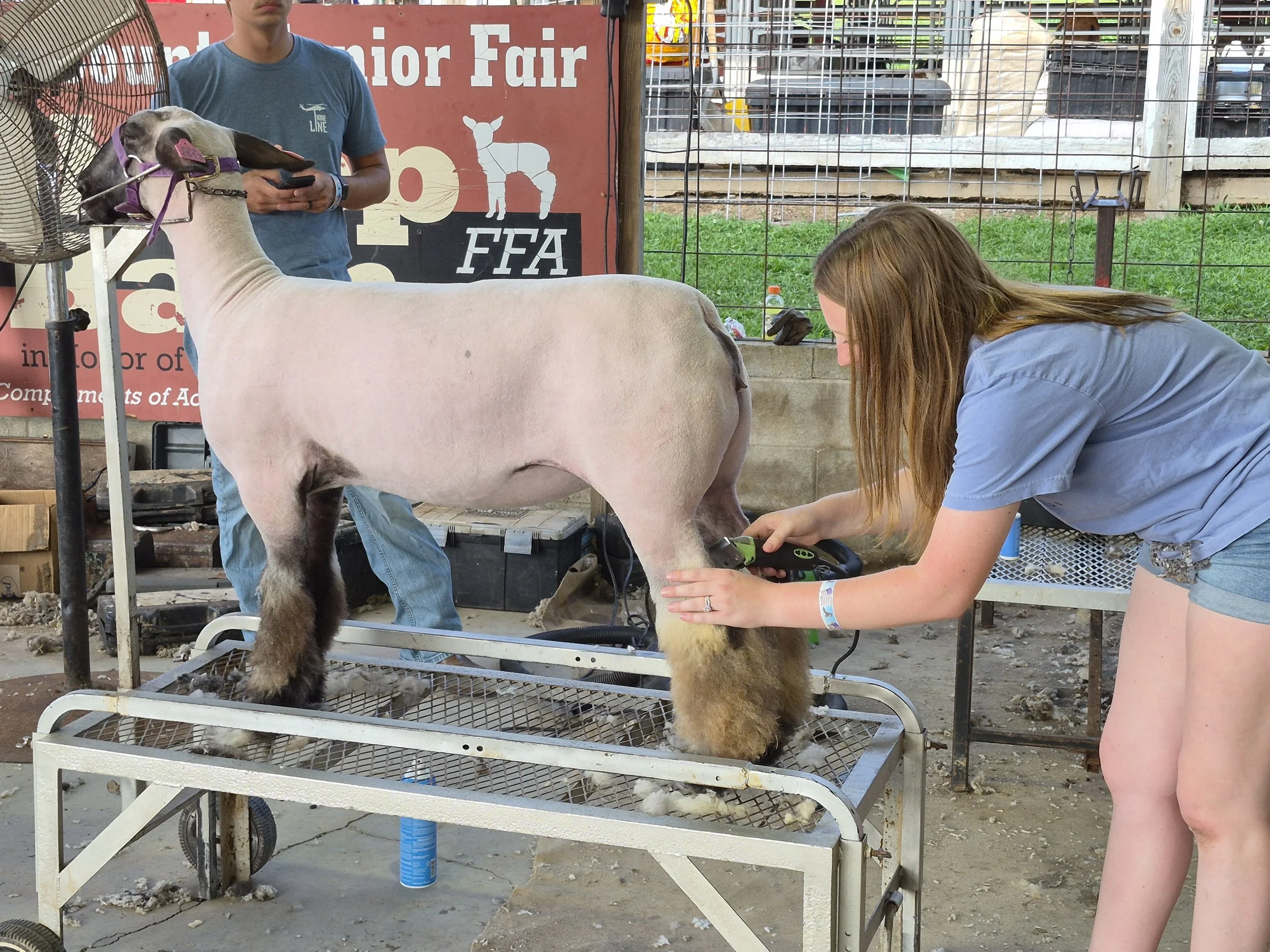 Lexi Banton shearing sheep.jpg