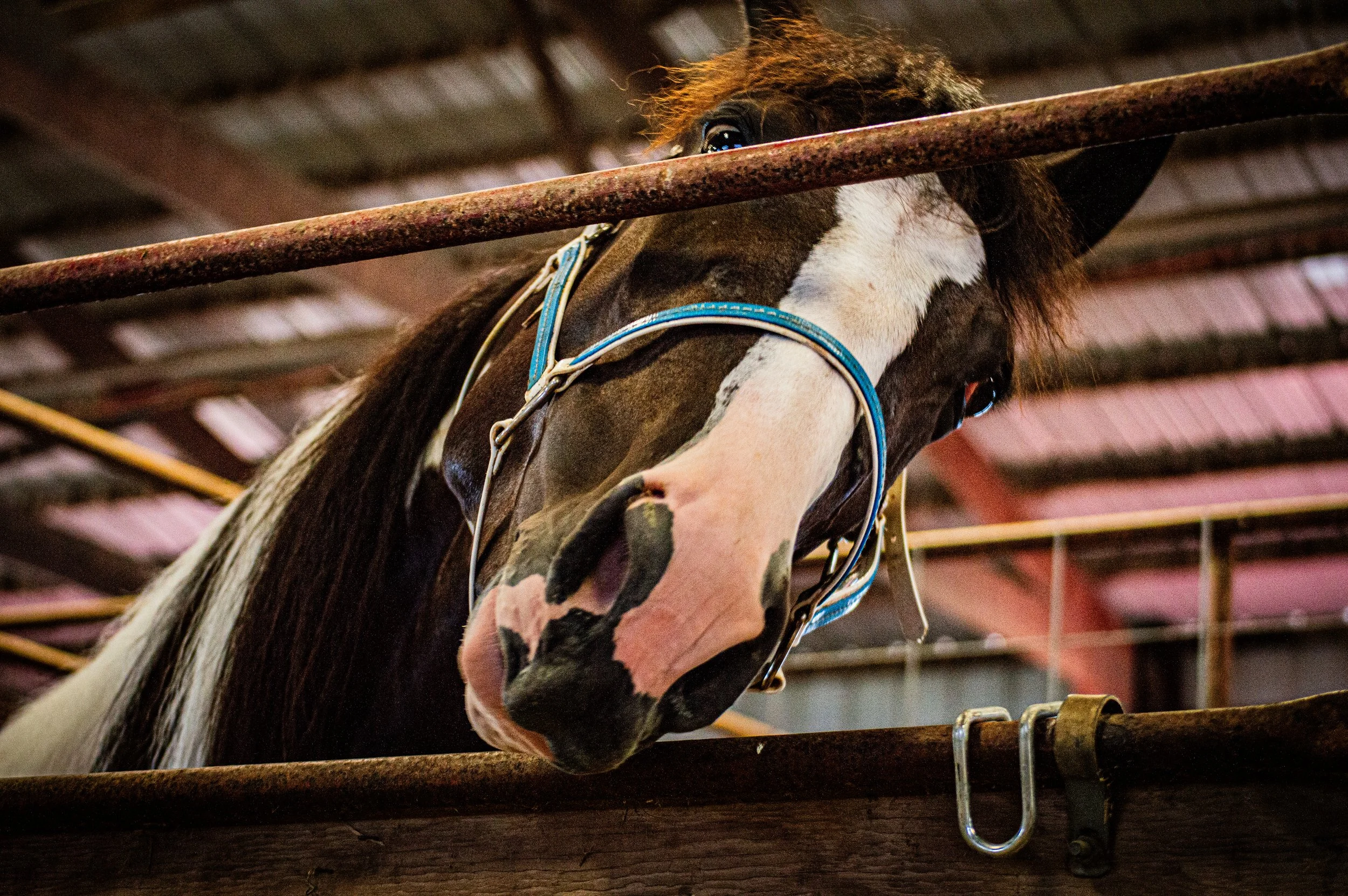 Crazy Horse_0018 .jpg
