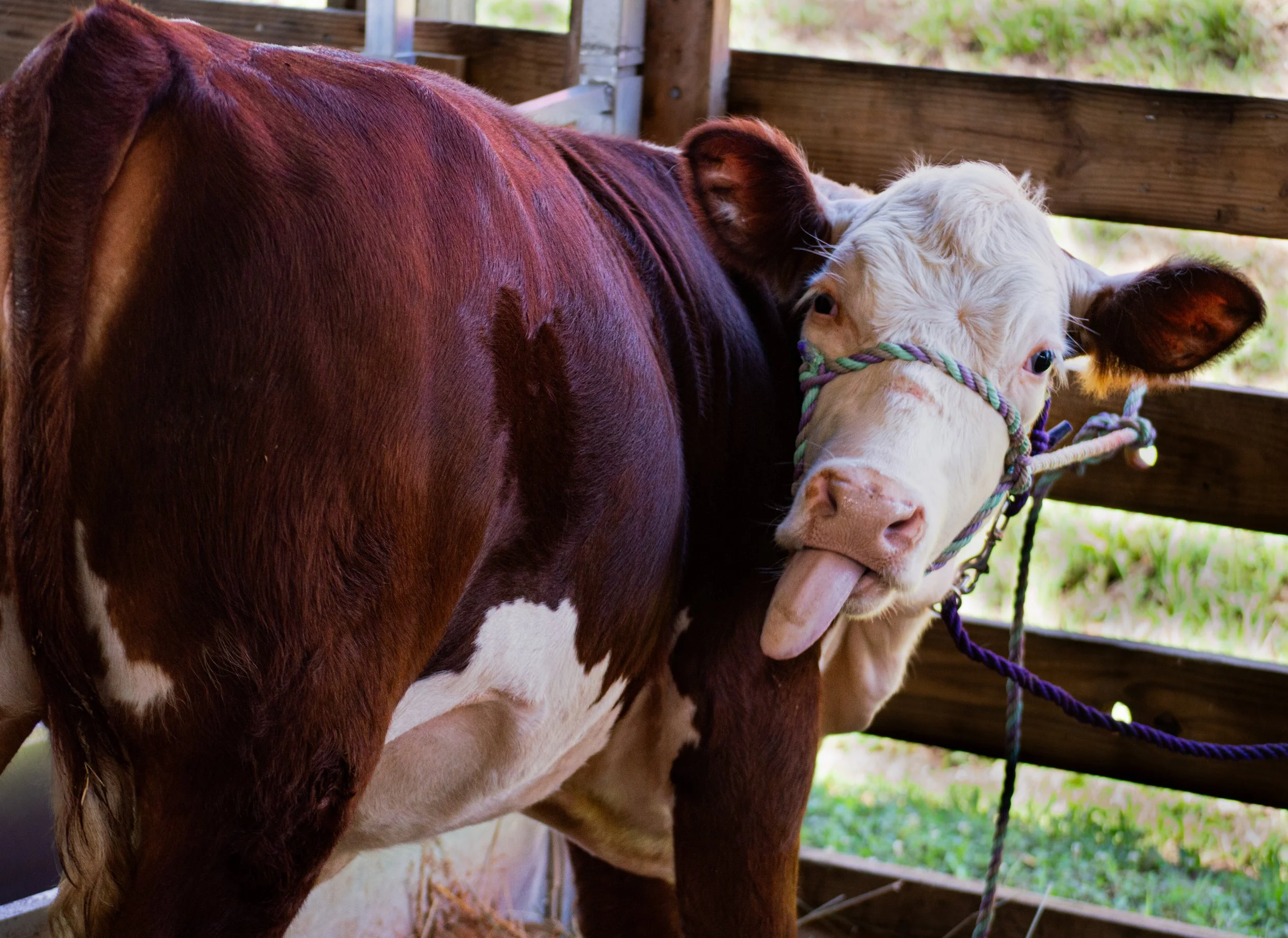 Fun Cow full Body_0028 .jpg