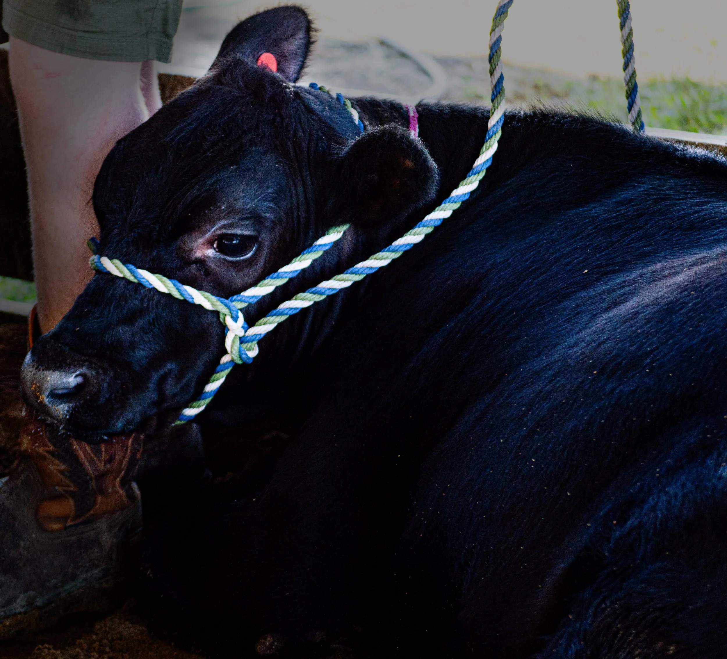 Loving Calf_0046 .jpg