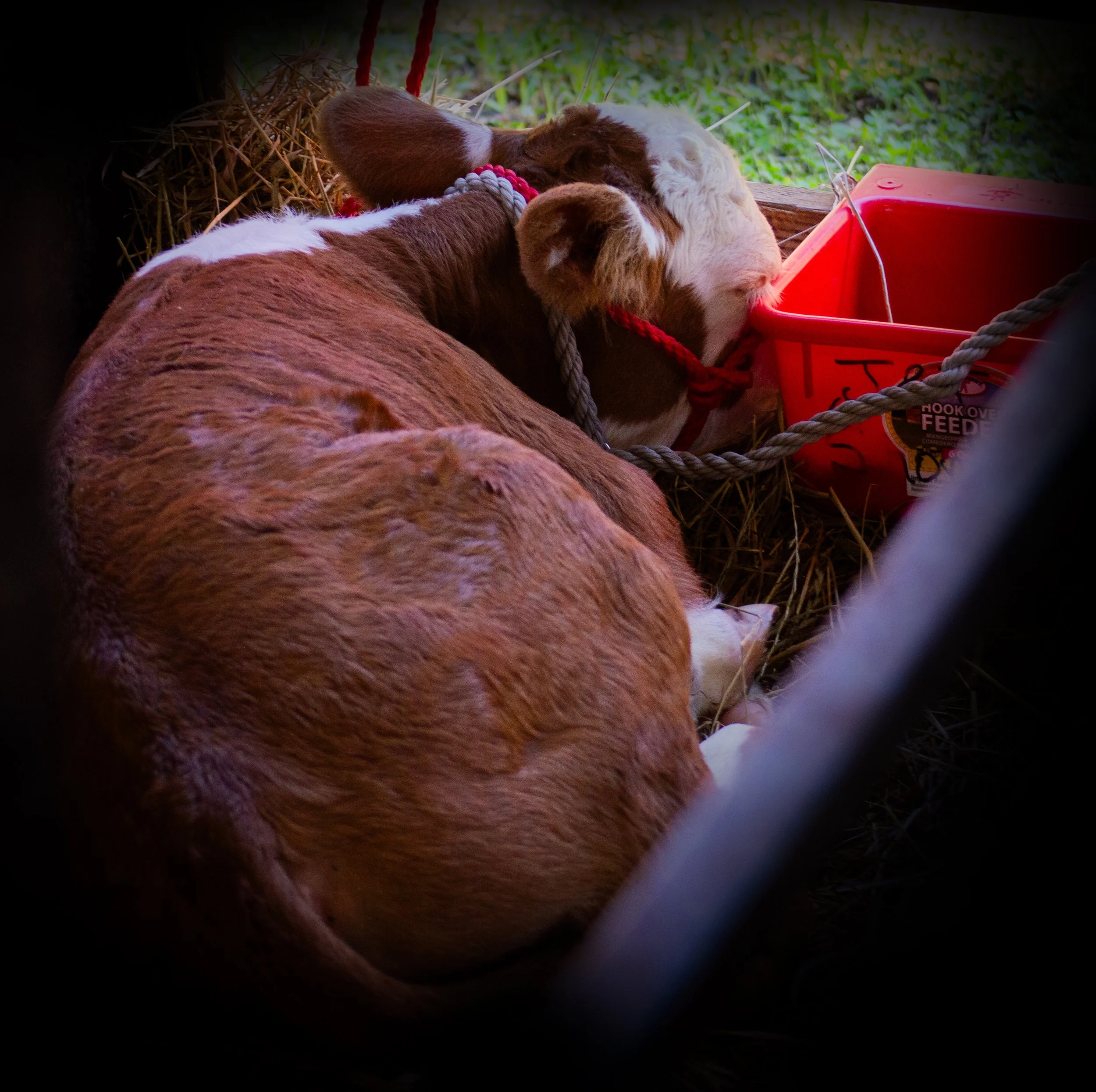 Sleeping Calf_0026 .jpg