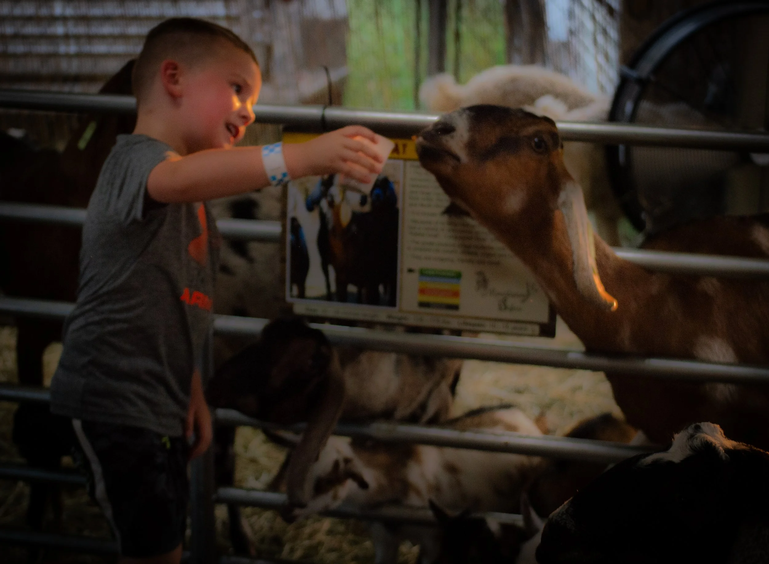 Kid Feeding Animal_0194 .jpg