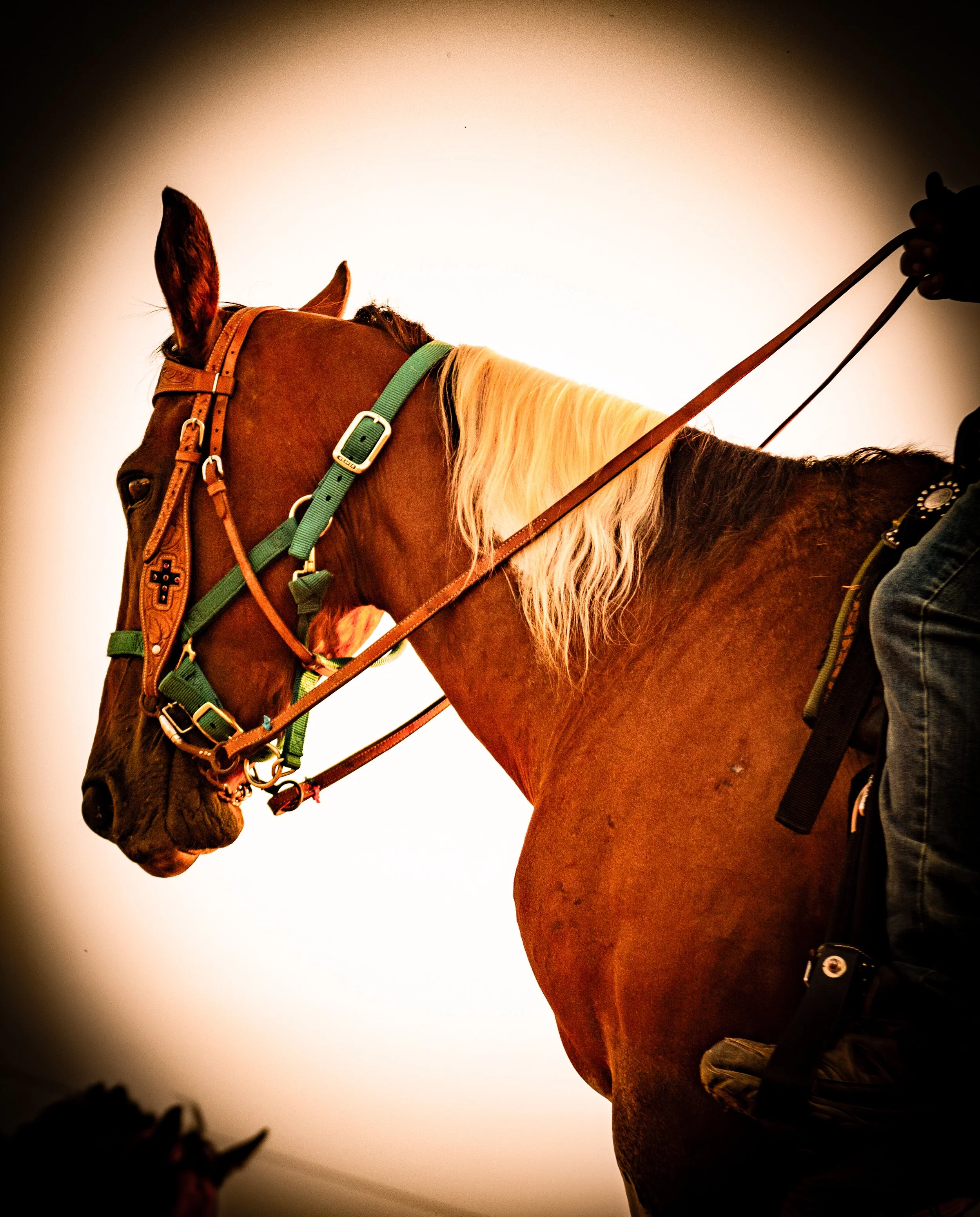 Horse on side_0180 .jpg