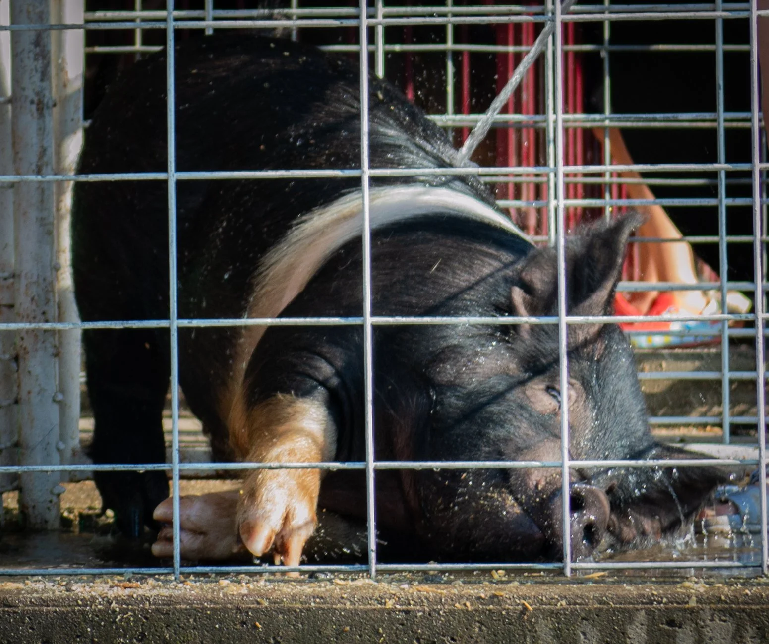 Pig Enjoying Water_0035 .jpg
