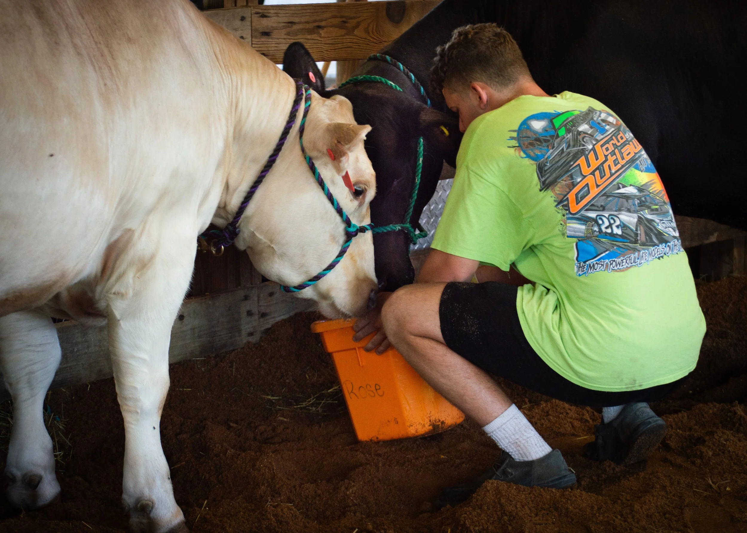 Feeding the Cow_0075 .jpg