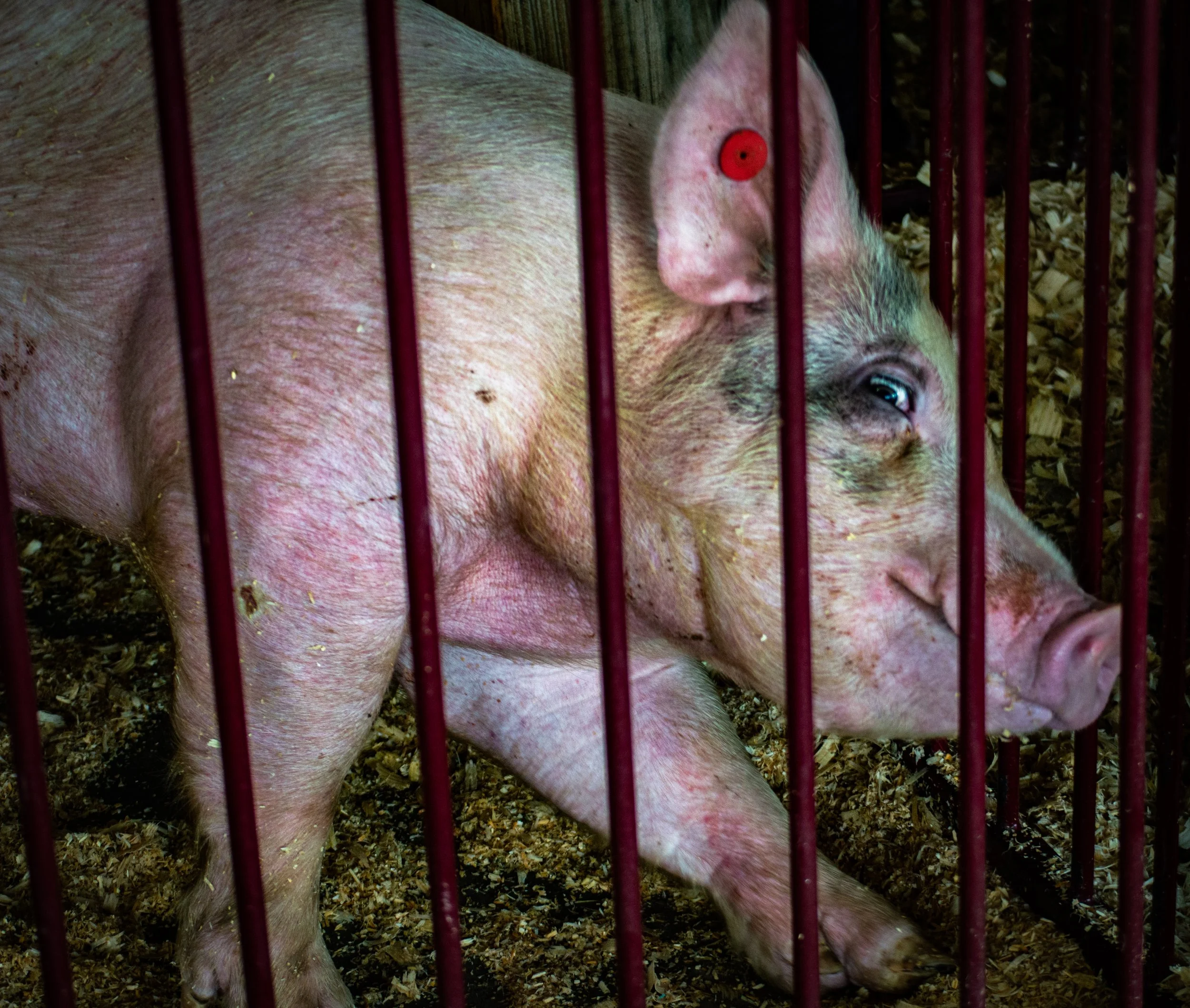 Playful Pig_0008 .jpg