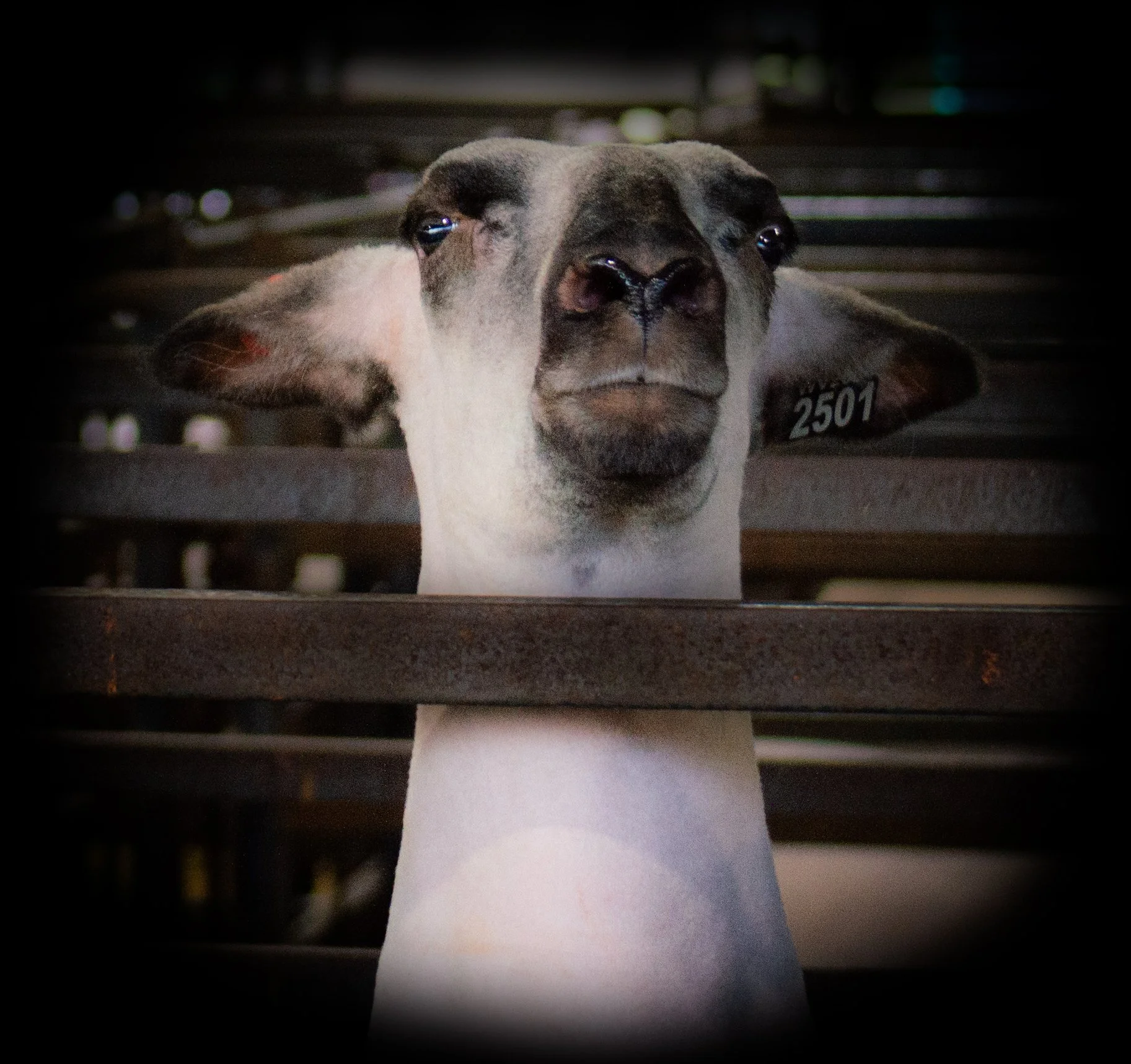 Lamb starring_0030 .jpg