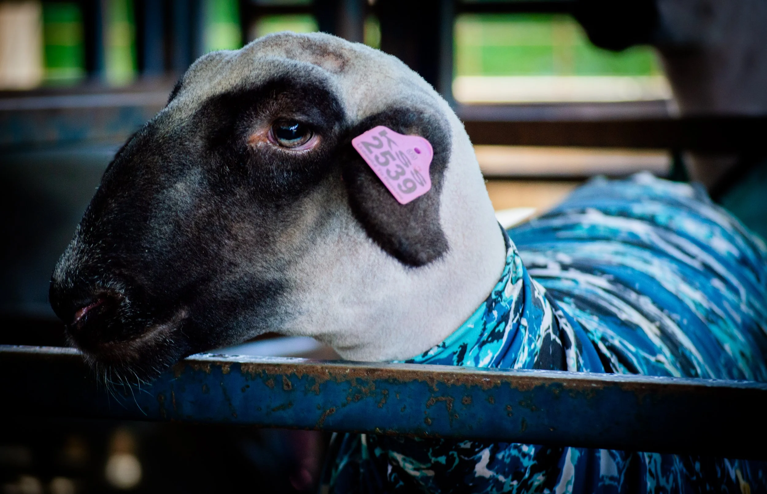 Smiling Lamb_0011 .jpg