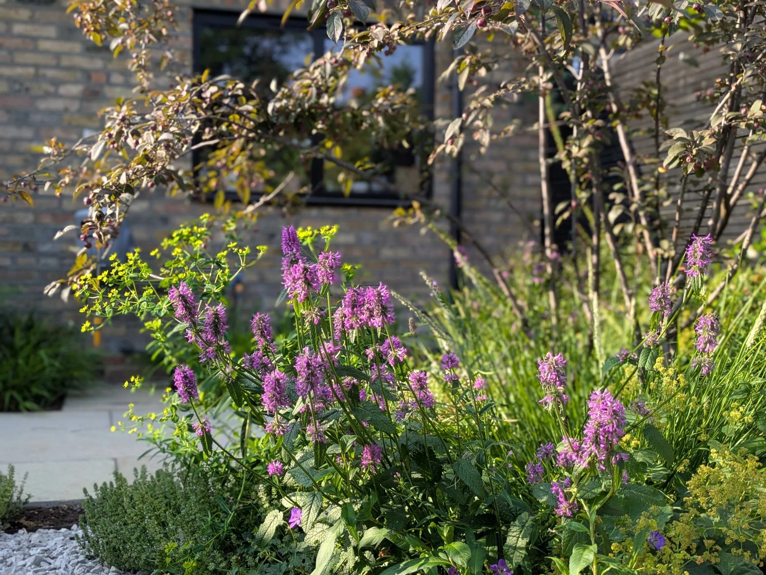 Multistem tree with underplanting