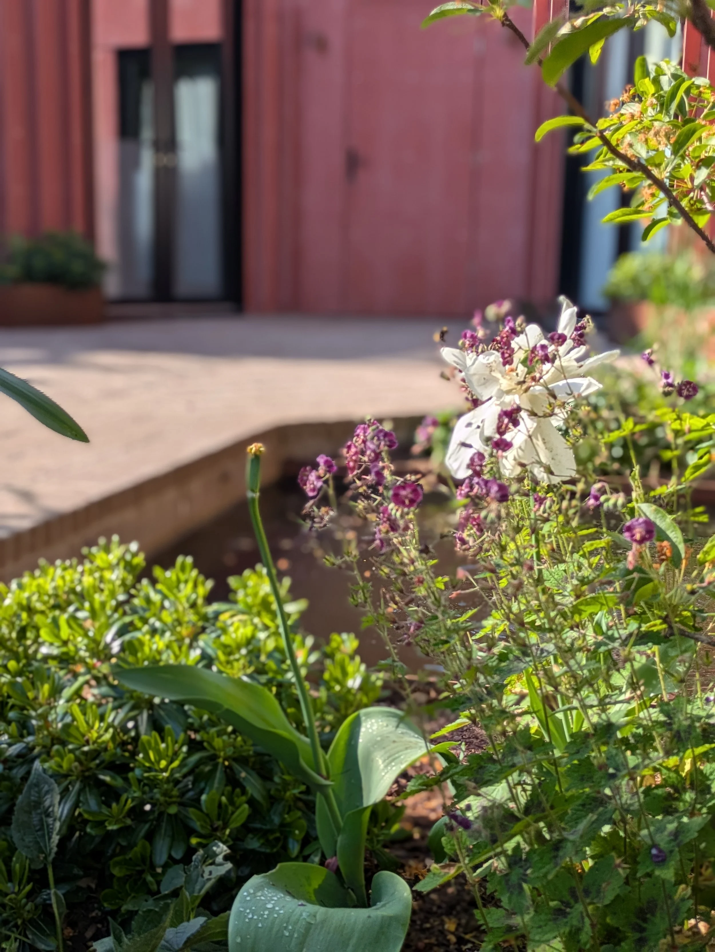 Pretty planting