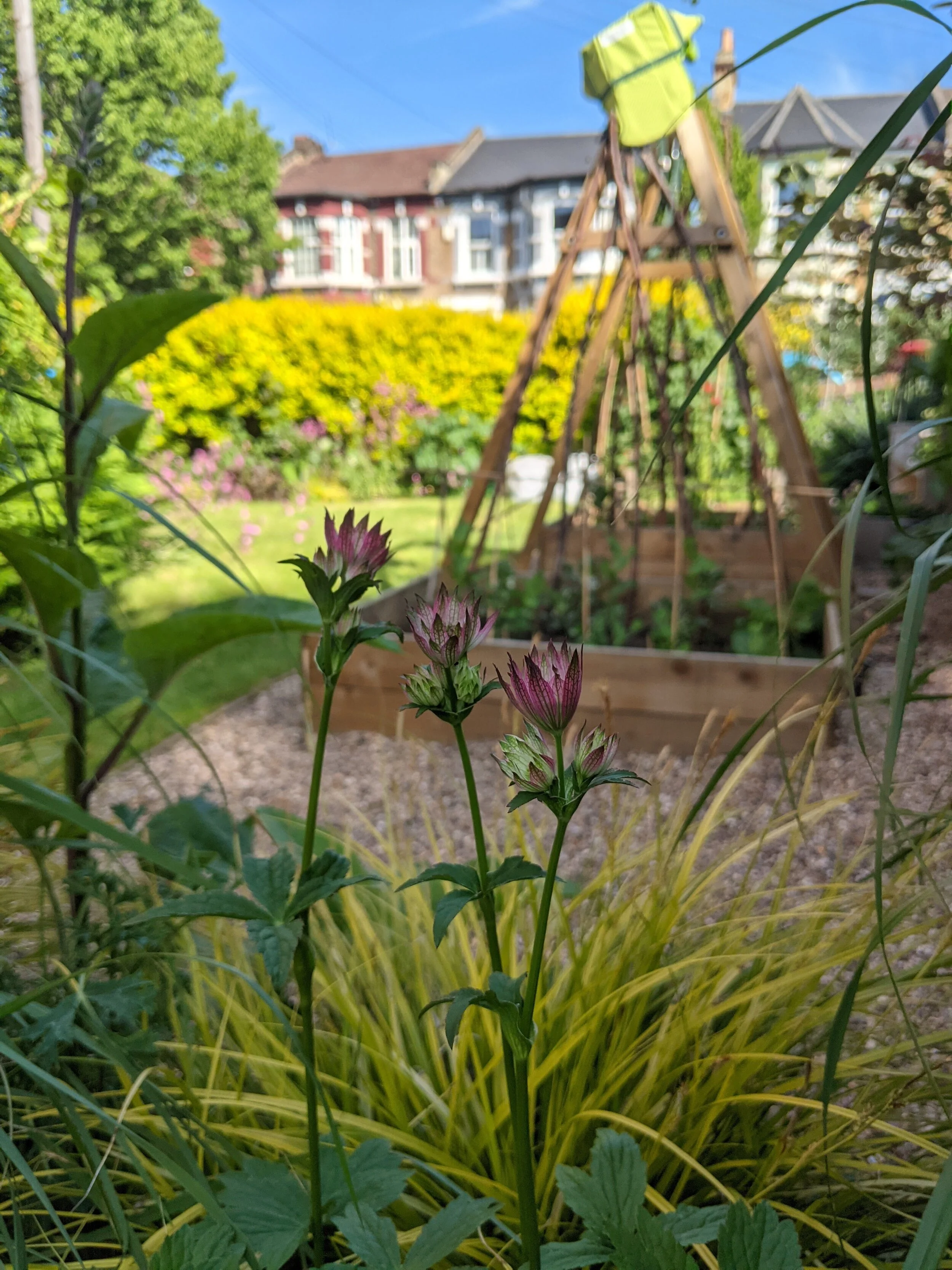 Portfolio — Amelia Hepworth Landscape Design