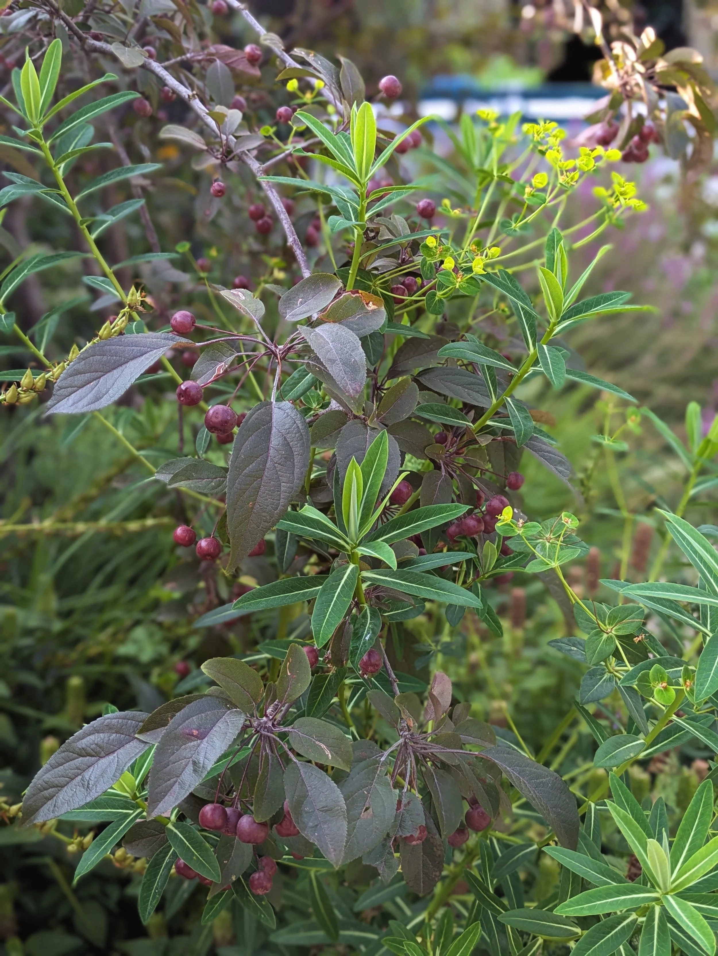 Malus and euphorbia