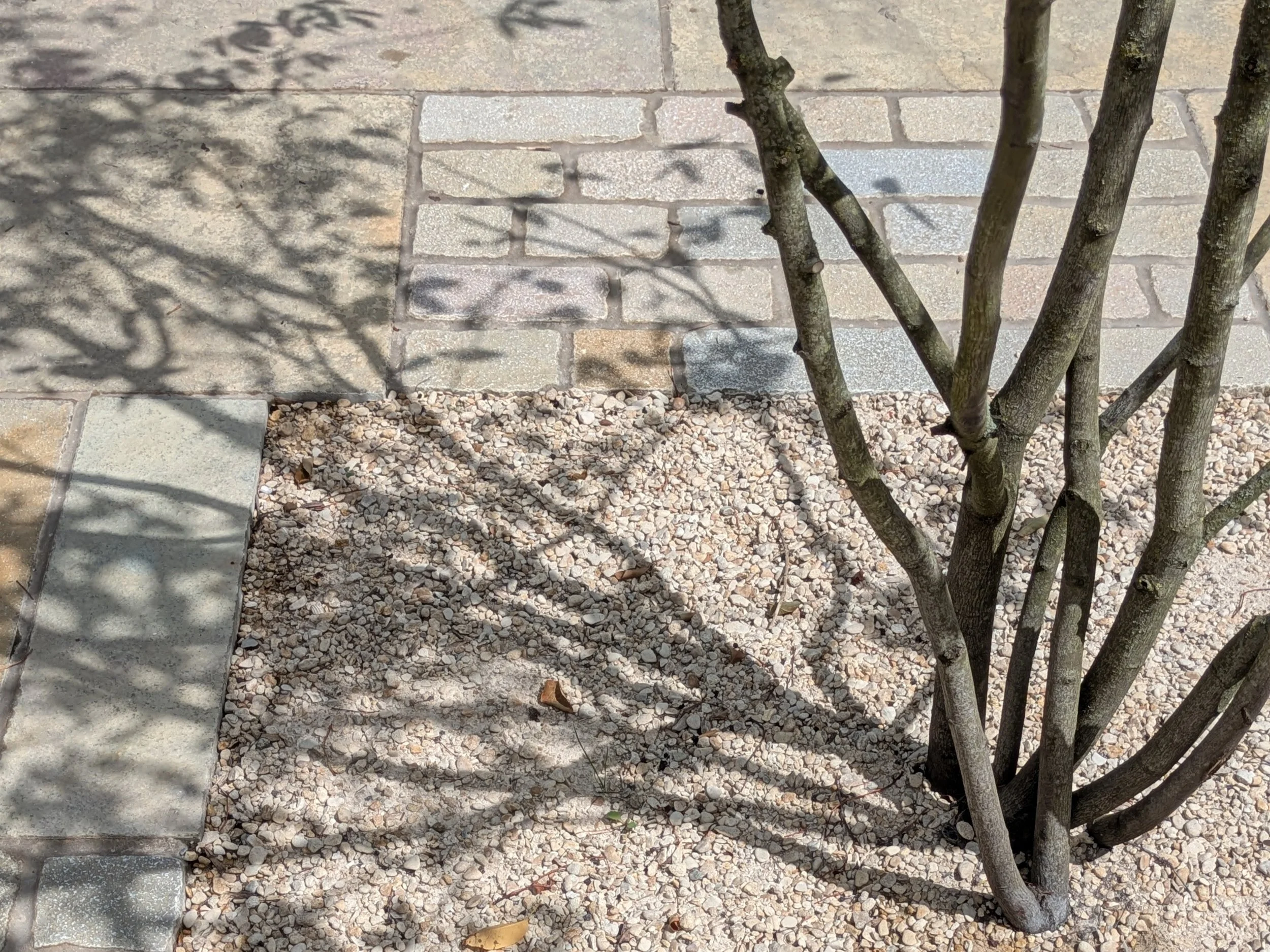QA_tree crop.JPG
