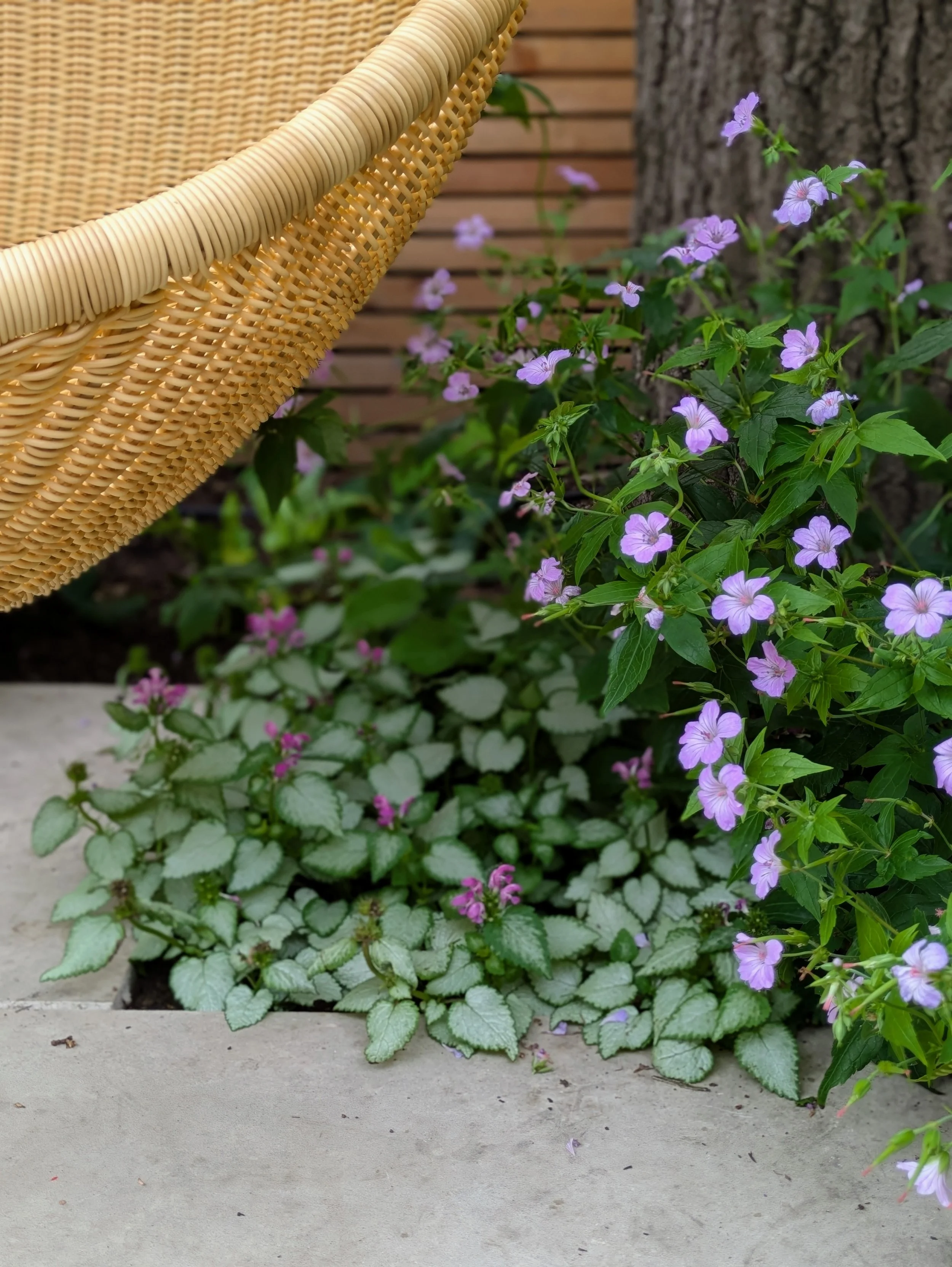 Wicker hanging chair and dry shady planting