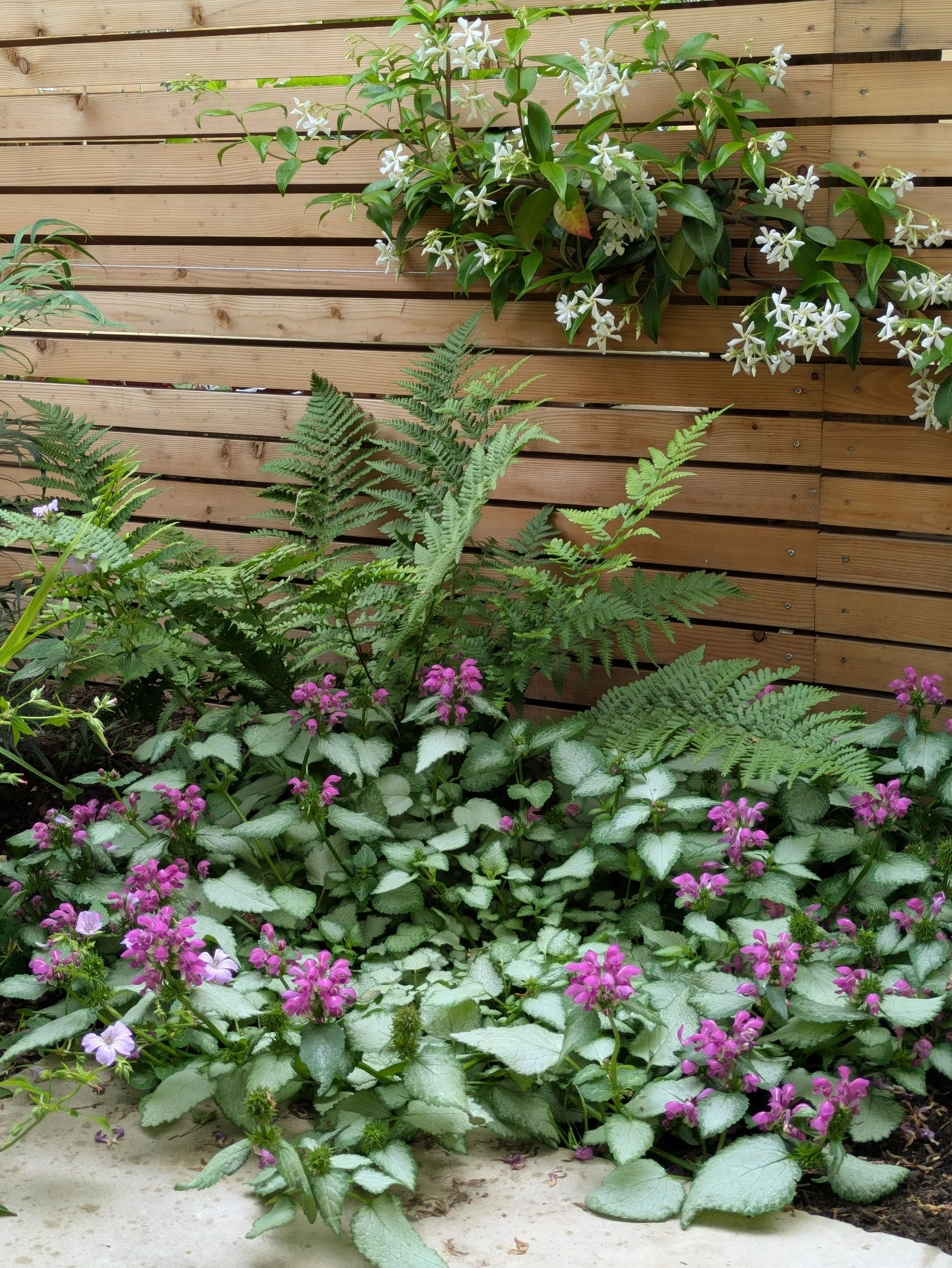 Mixed planting against larch fence with climbers