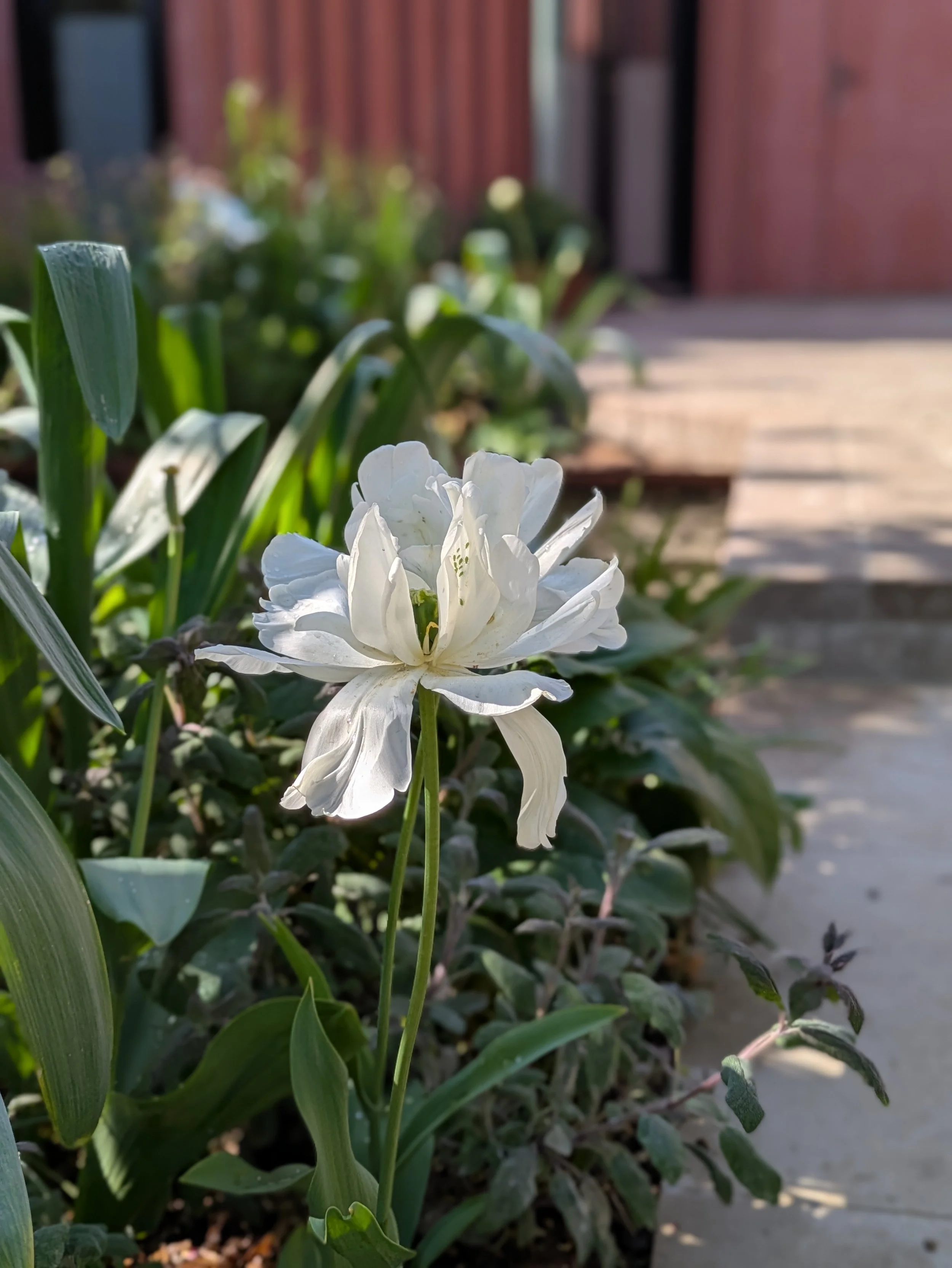 White tulip