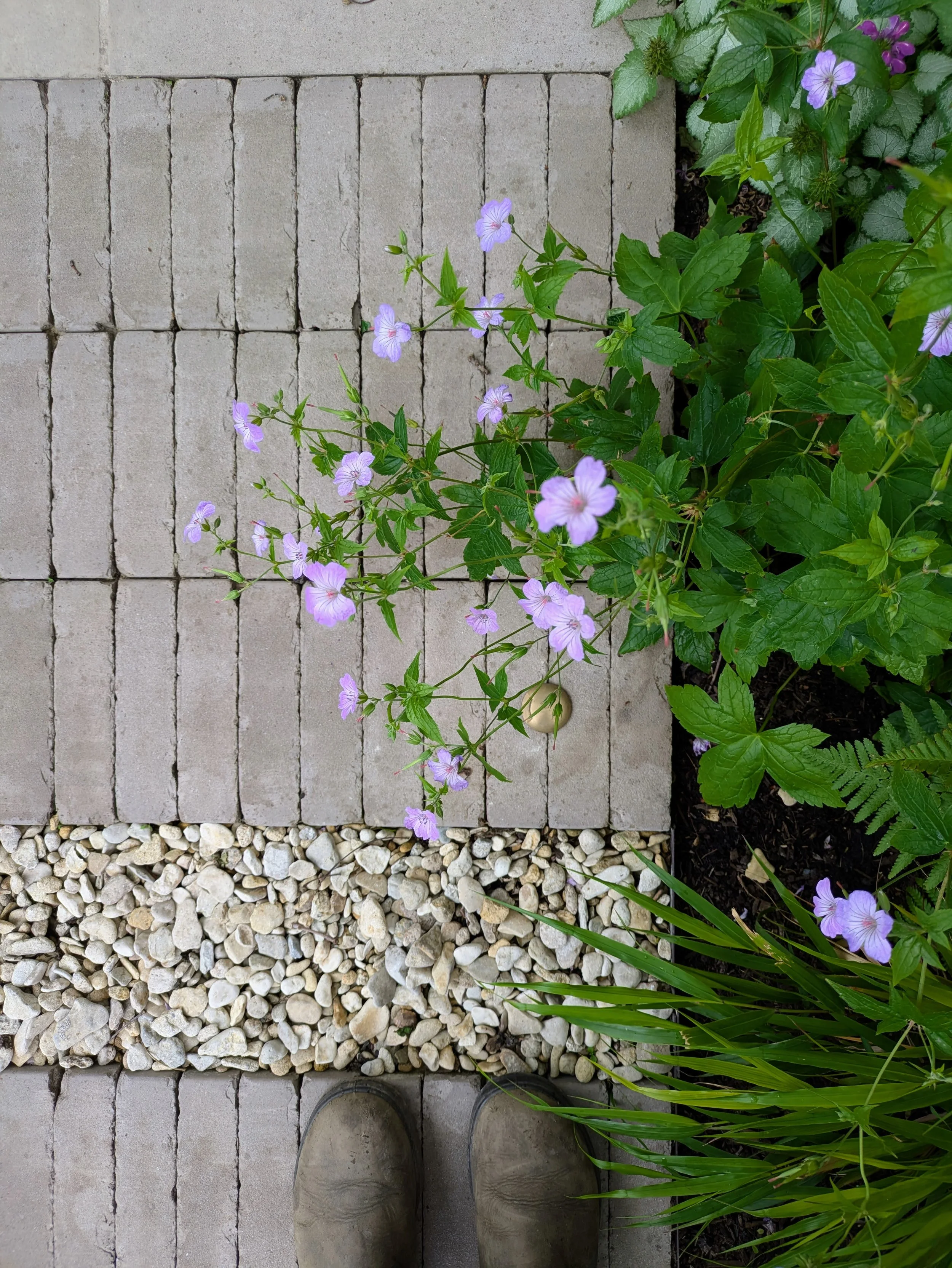 Clay pavers and gravel path with pretty planting