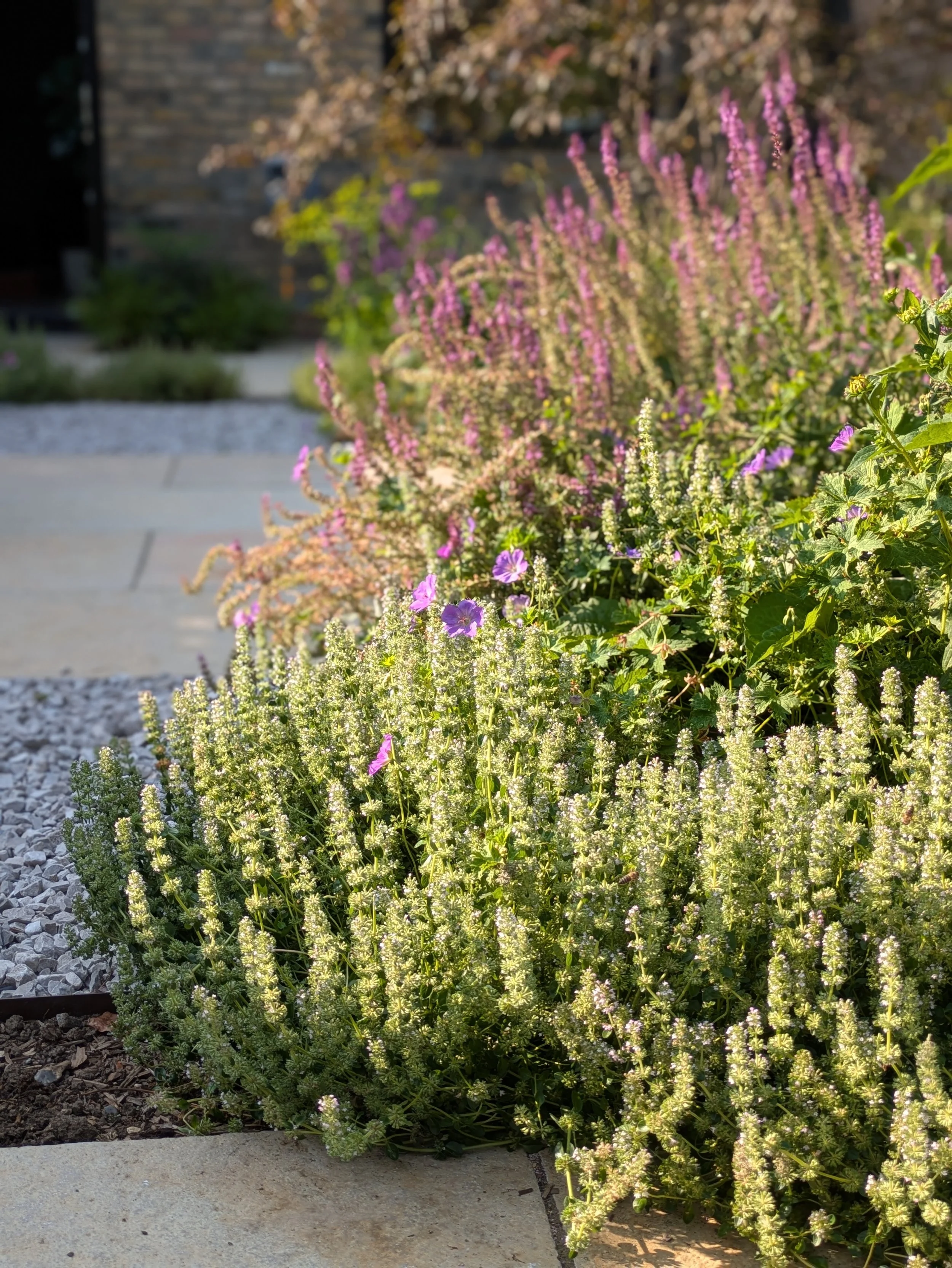 Plants spilling over path