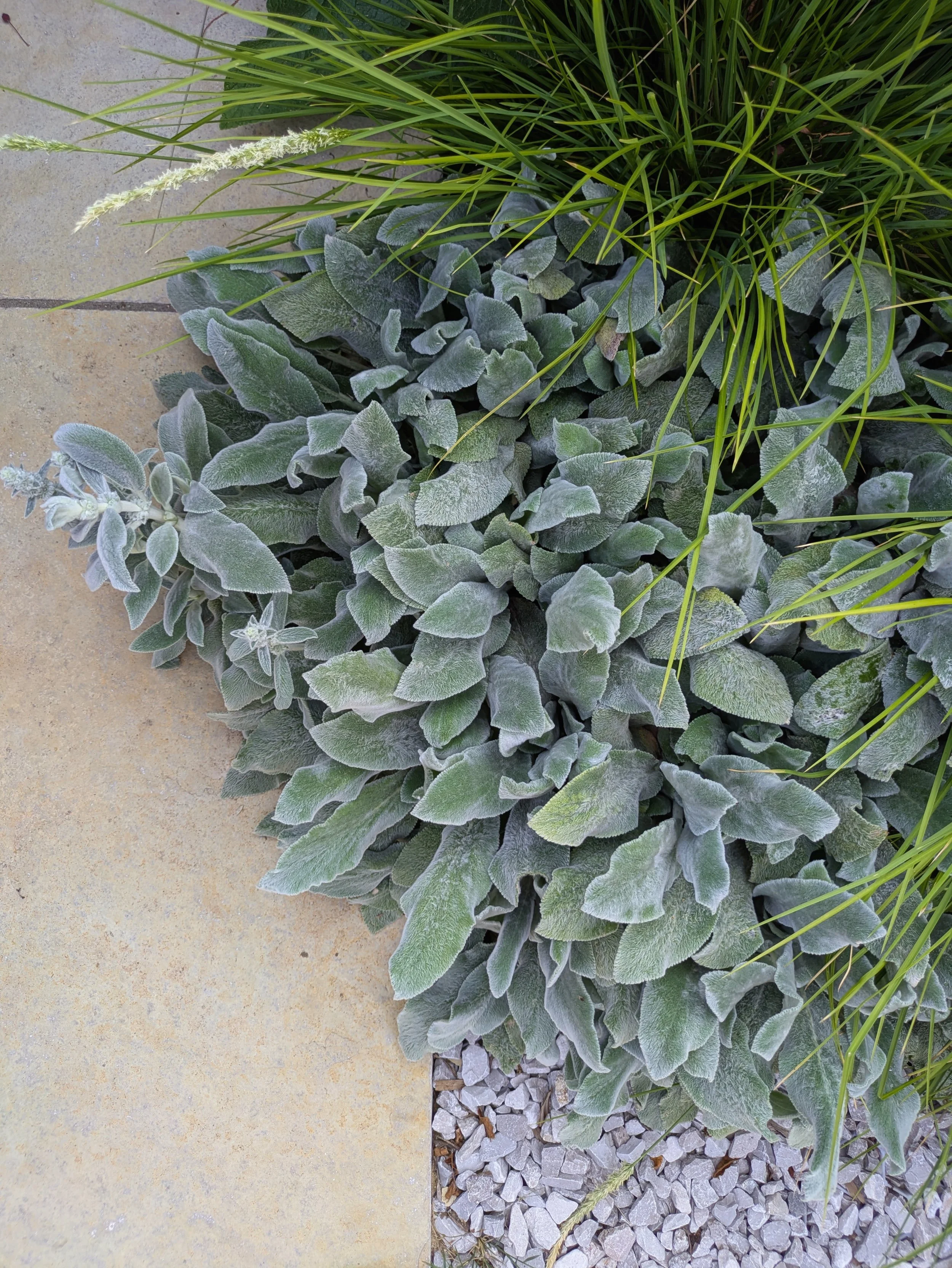 Stachys byzantina 