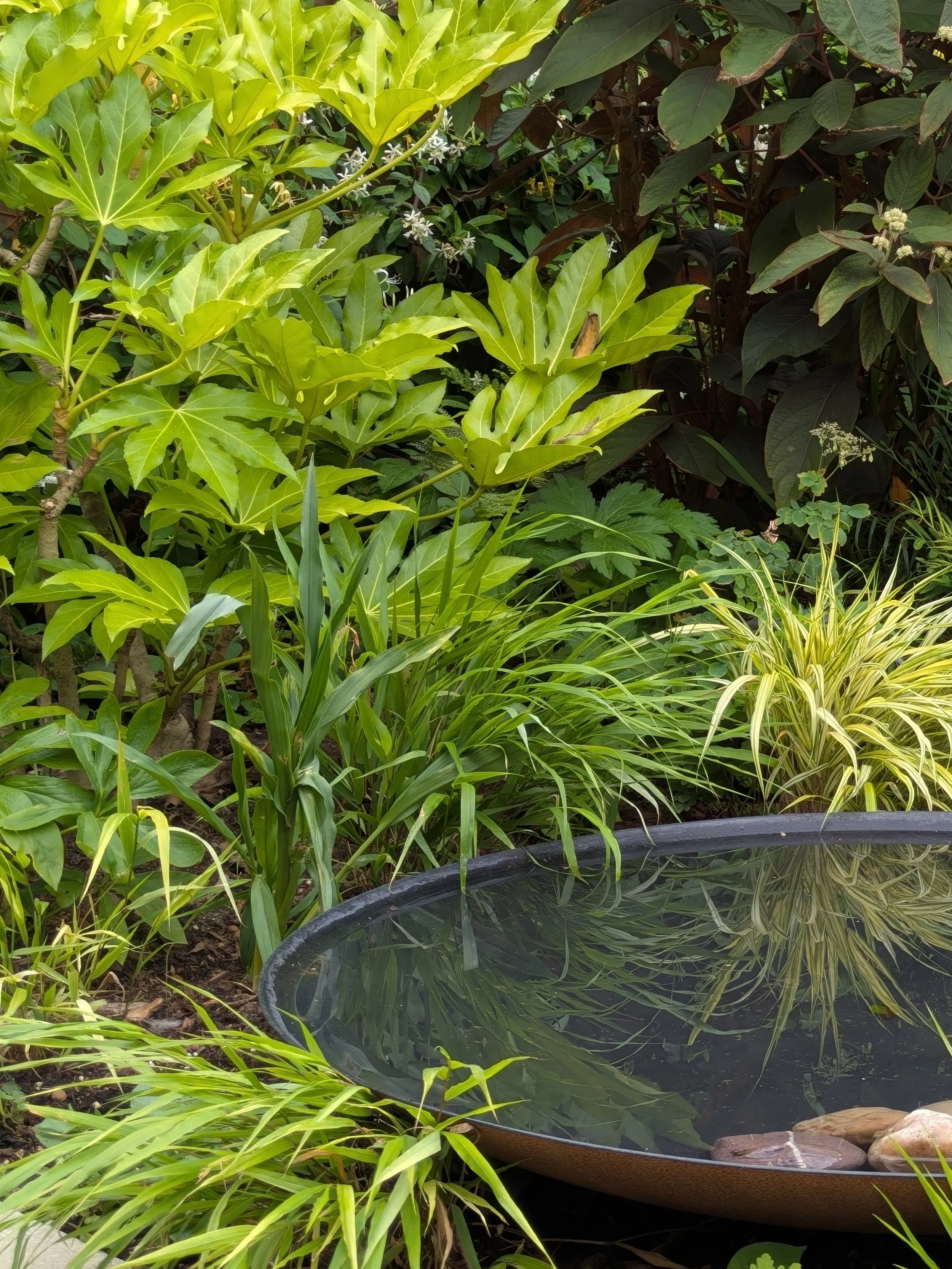 Water bowl crop.JPG