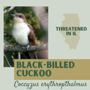 black-billed cuckoo.png