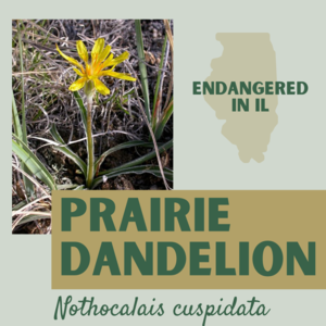 prairie dandelion.png