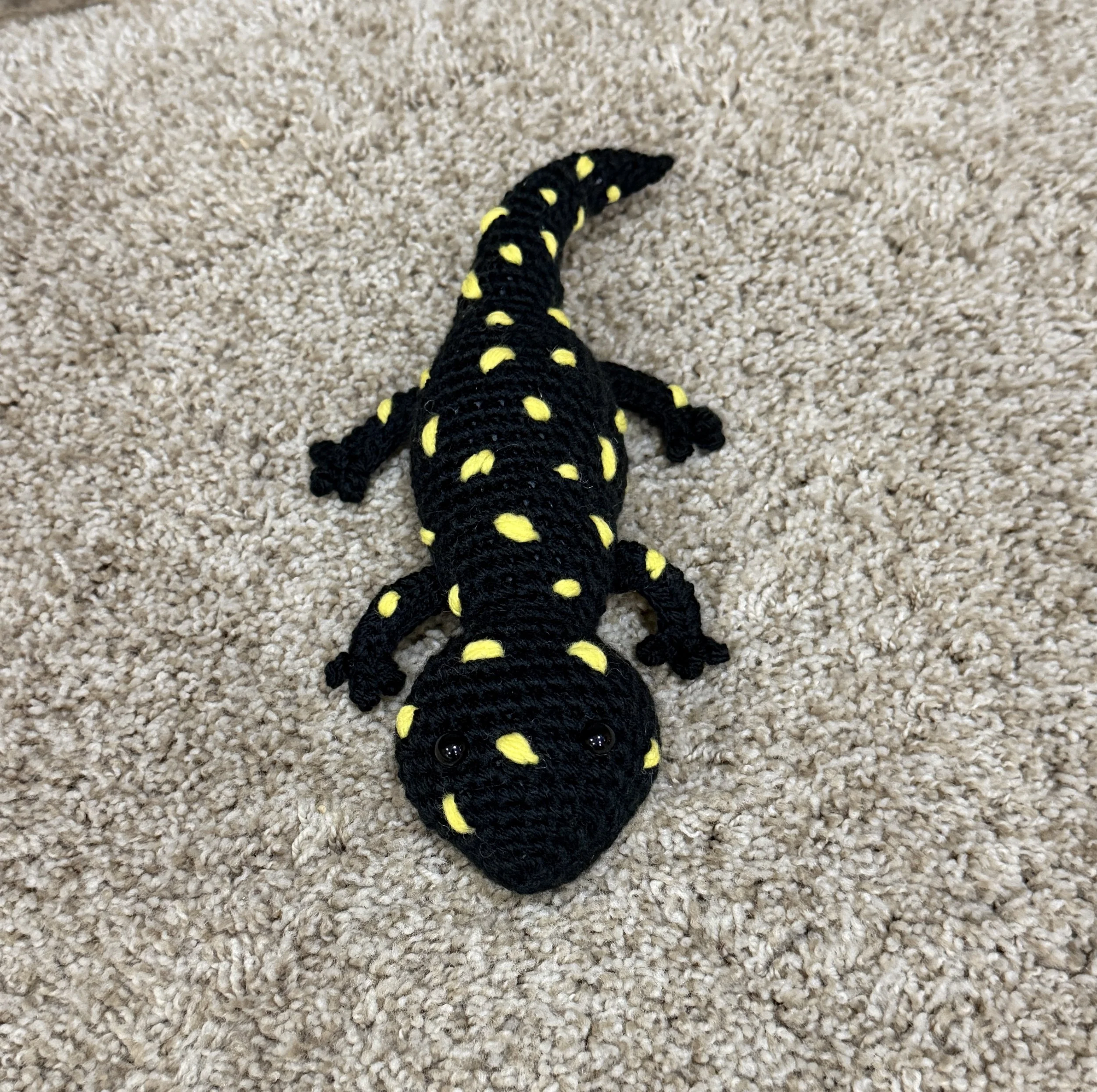 Spotted Salamander - $25
