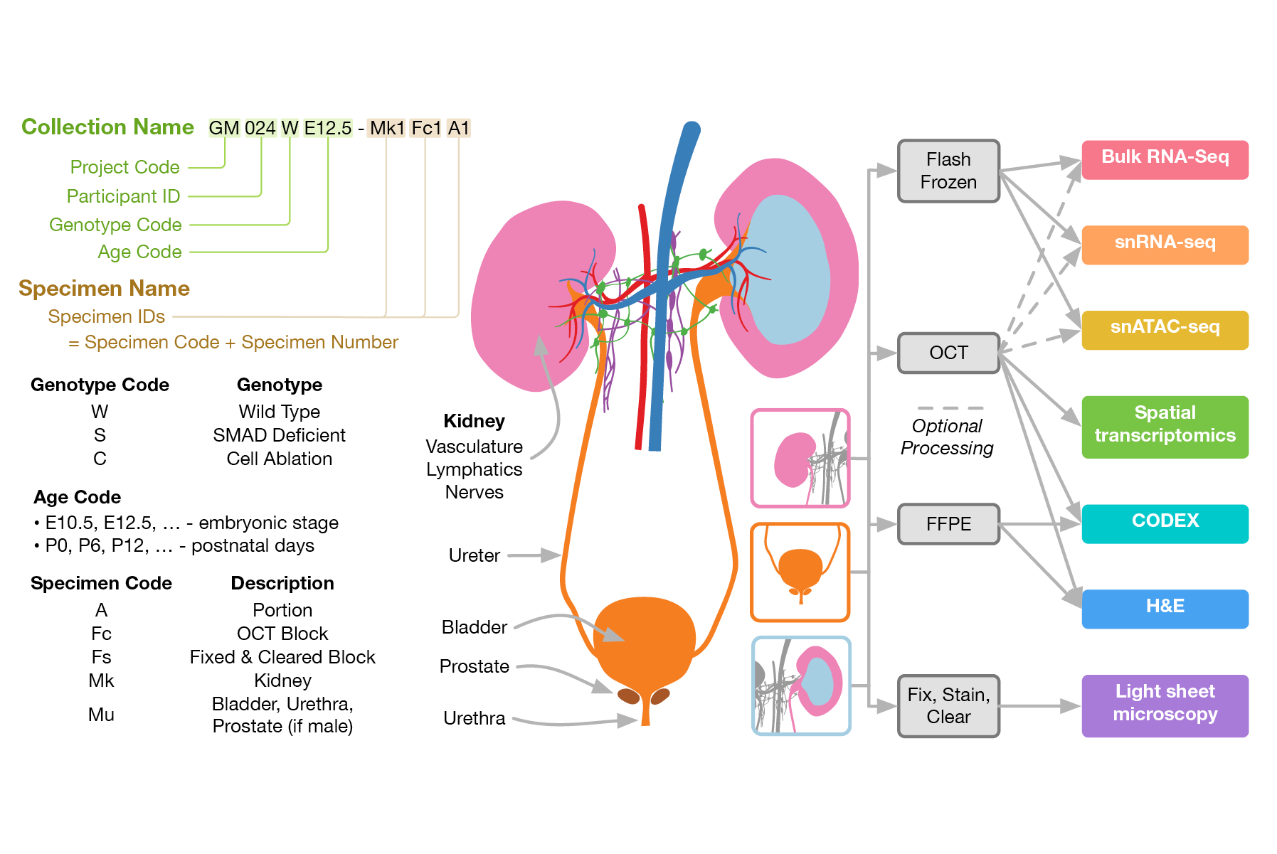 Specimen collection and naming scheme for successful GUDMAP grant application.  Click on image for details