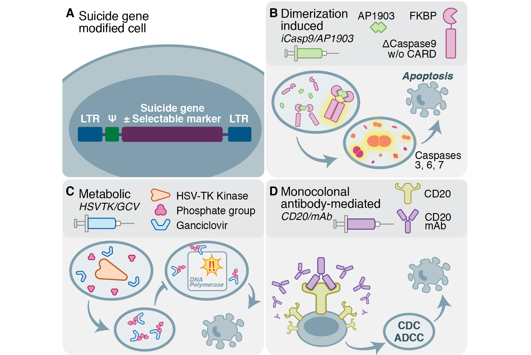 Published in Gene and Cellular Immunotherapy for Cancer