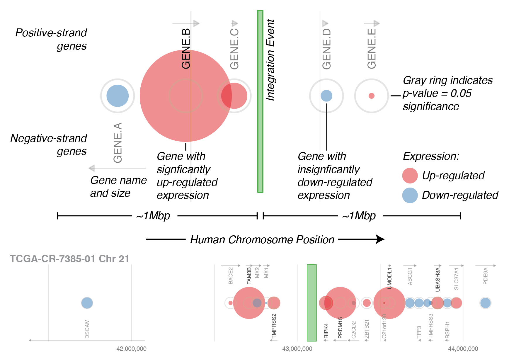 Visualization of gene expression disregulation in the vicinity of viral integration.  The bottom panel is generated by Breakpoint Surveyor.  Click the image for code and additional details 
