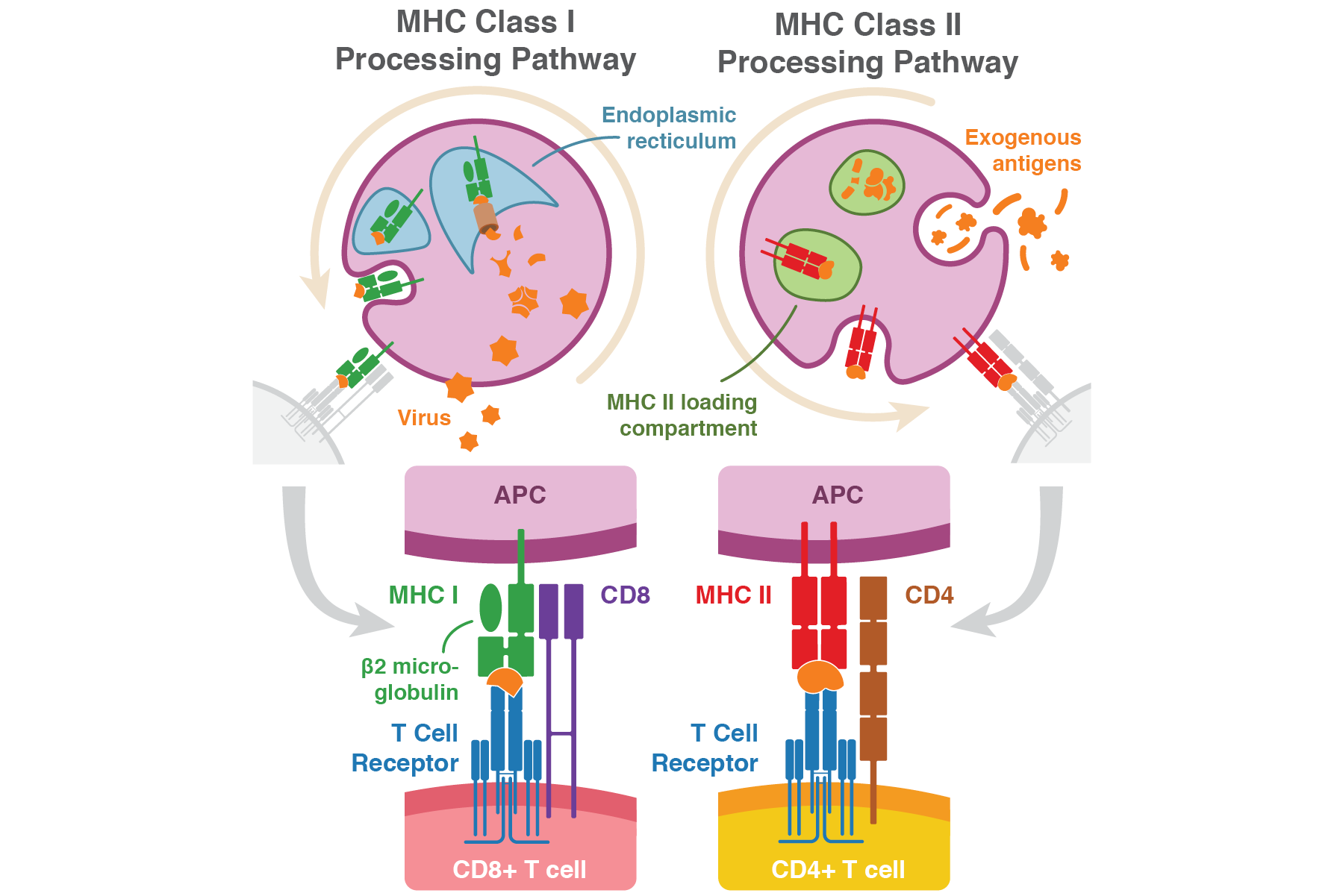 Published in Gene and Cellular Immunotherapy for Cancer