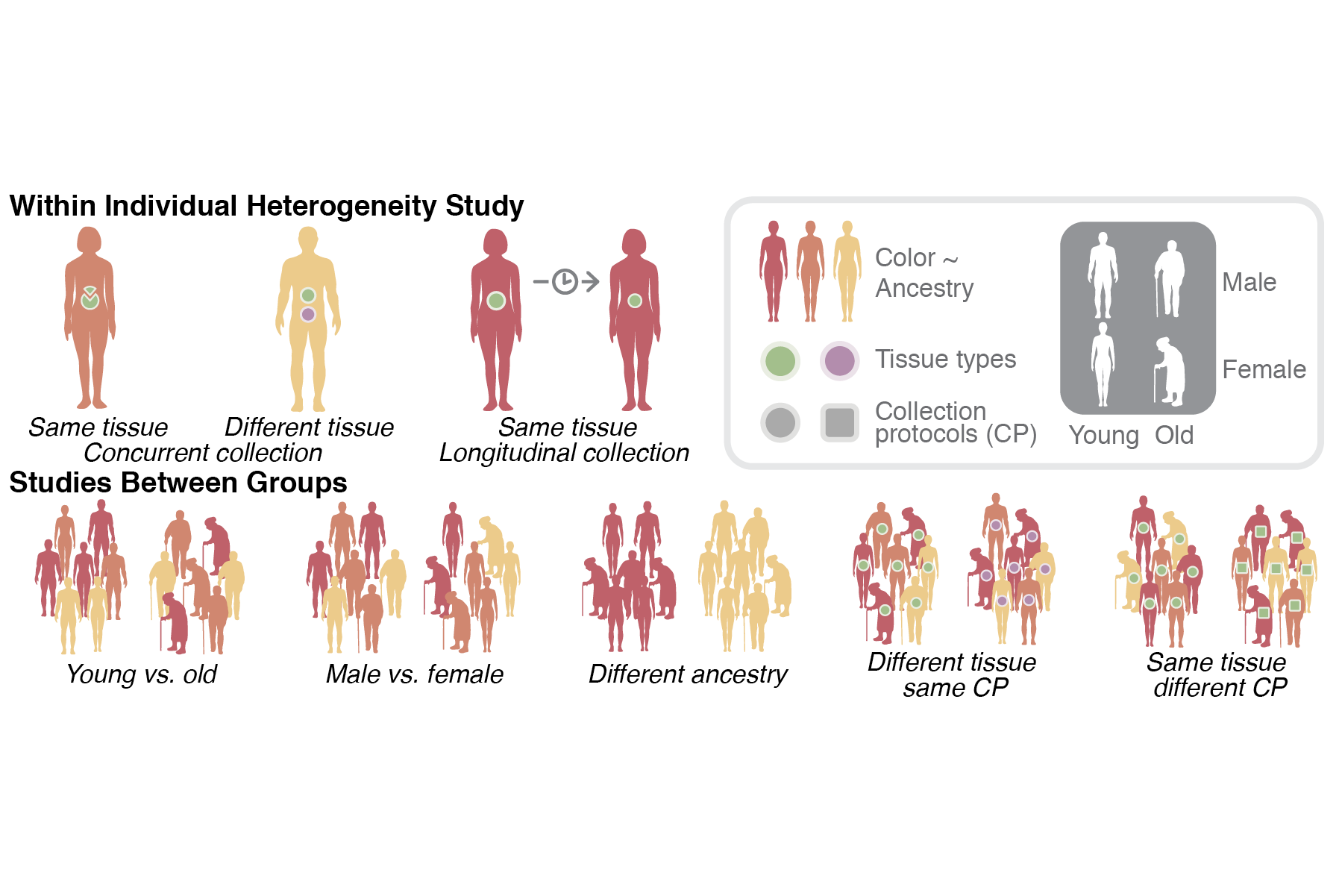 Study details for successful grant application to the SenNet consortium.  Click image for details