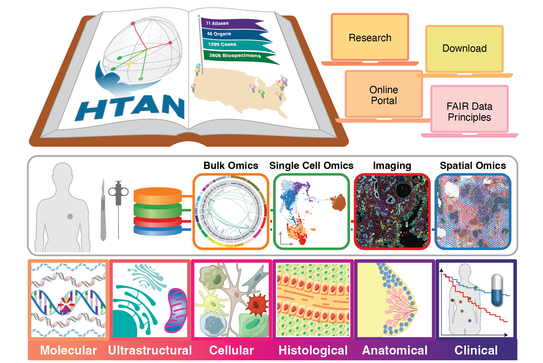 Visual representation of data collection across spatial scales for the HTAN project. A version of this illustration was published as part of a Nature special feature on the Human Tumor Atlas Network. Click image for details.