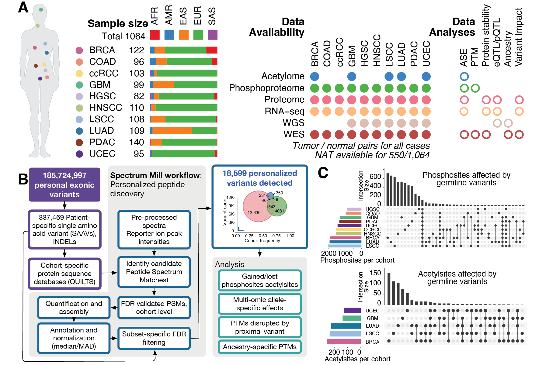 Figure published in Martins Rodrigues F, Terekhanova N, Imbach K et al., Precision proteogenomics reveals pan-cancer impact of germline variants. Cell, 2025; 188, 2312-2335.e26
