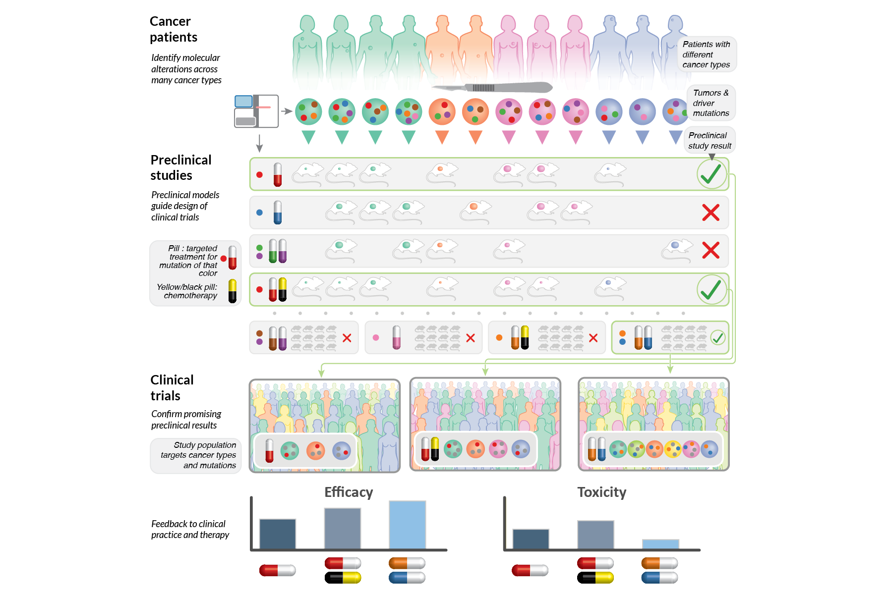 Therapeutic targets and treatment responses across cancer types (2021): Illustration of a strategy for preclinical studies and clinical trials based on molecular features.  Published in Nature Cancer (click image for details)