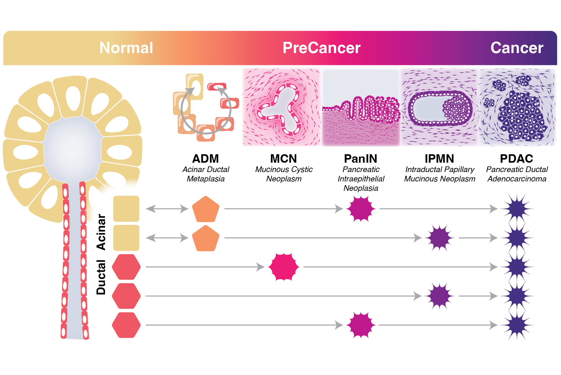 Portfolio 2026__Abstract4.png