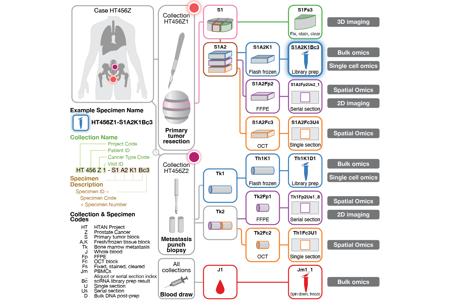 Collection protocol and naming scheme for HTAN Phase 2 grant application (2024): Proposed specimen collection and naming scheme, with connections to a variety of omics-based analyses. Part of a successful $17M grant application.  Click image for deta