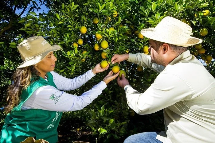 Curso técnico gratuito em Fruticultura está com inscrições abertas em Dourados