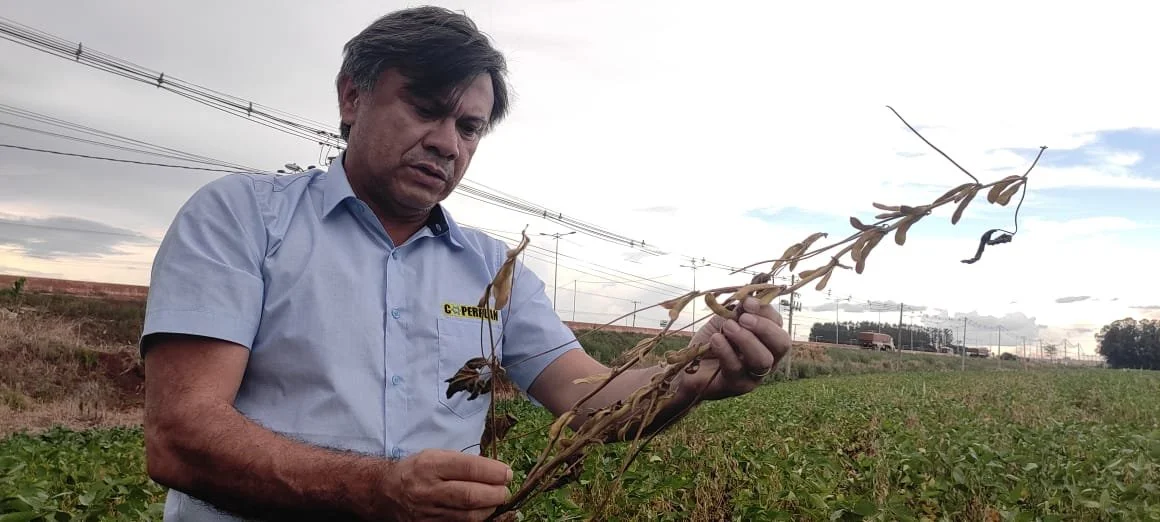 Seca histórica quebra 50% da safra de soja em Dourados; prejuízo de R$ 1,1 bi