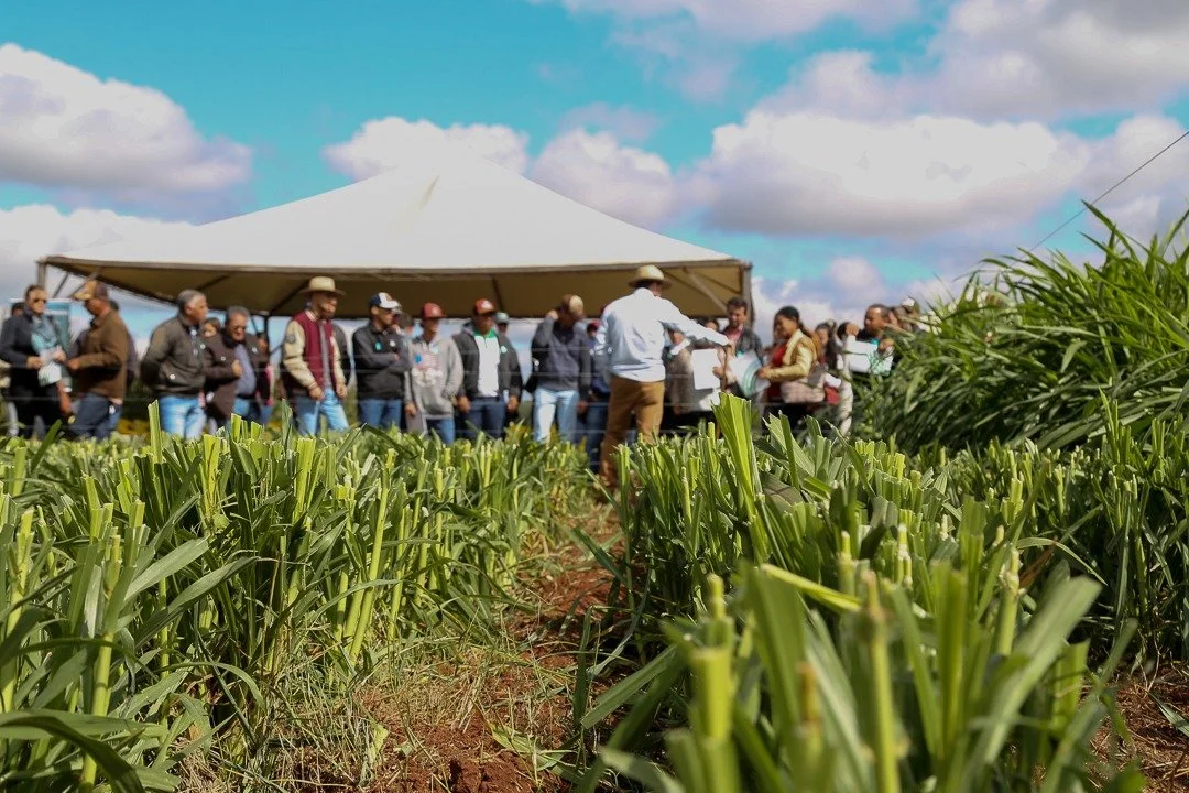 Projeto Fazendinha terá stands abertos para receber estudantes durante a Expoagro