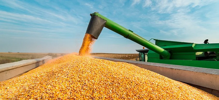 Segunda safra do milho deve custar 27% a mais, estima Aprosoja/MS