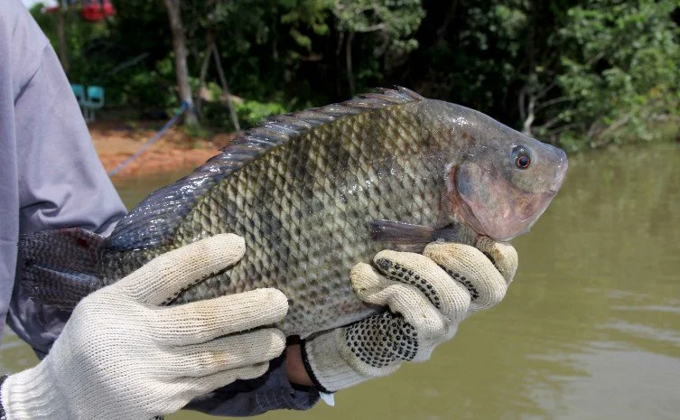 Sindicato Rural de Dourados abre inscrições para cursos em piscicultura, gestão financeira e remédios caseiros
